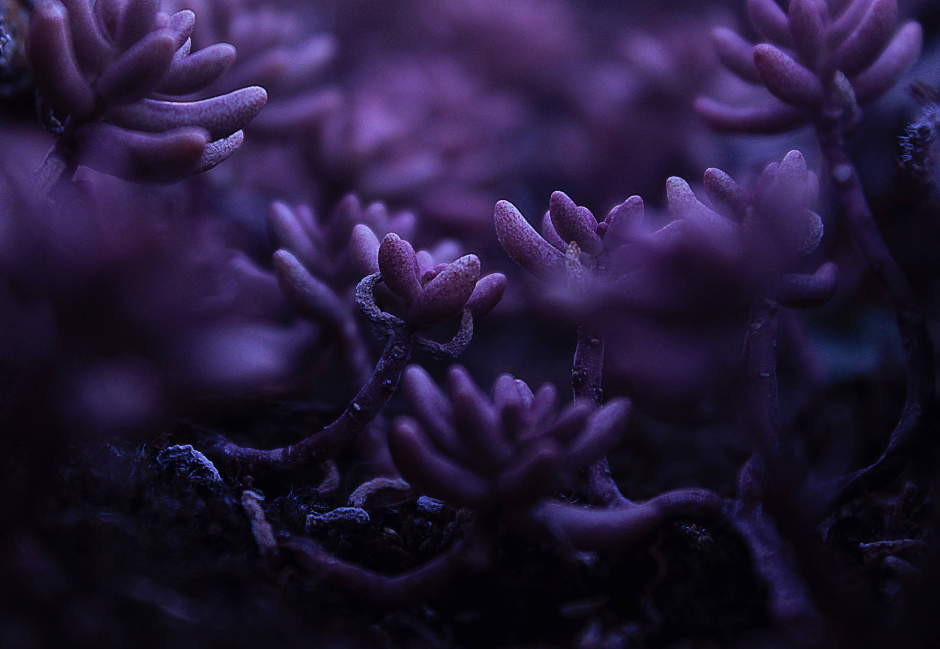 Purple Plants Growing In The Dark Background