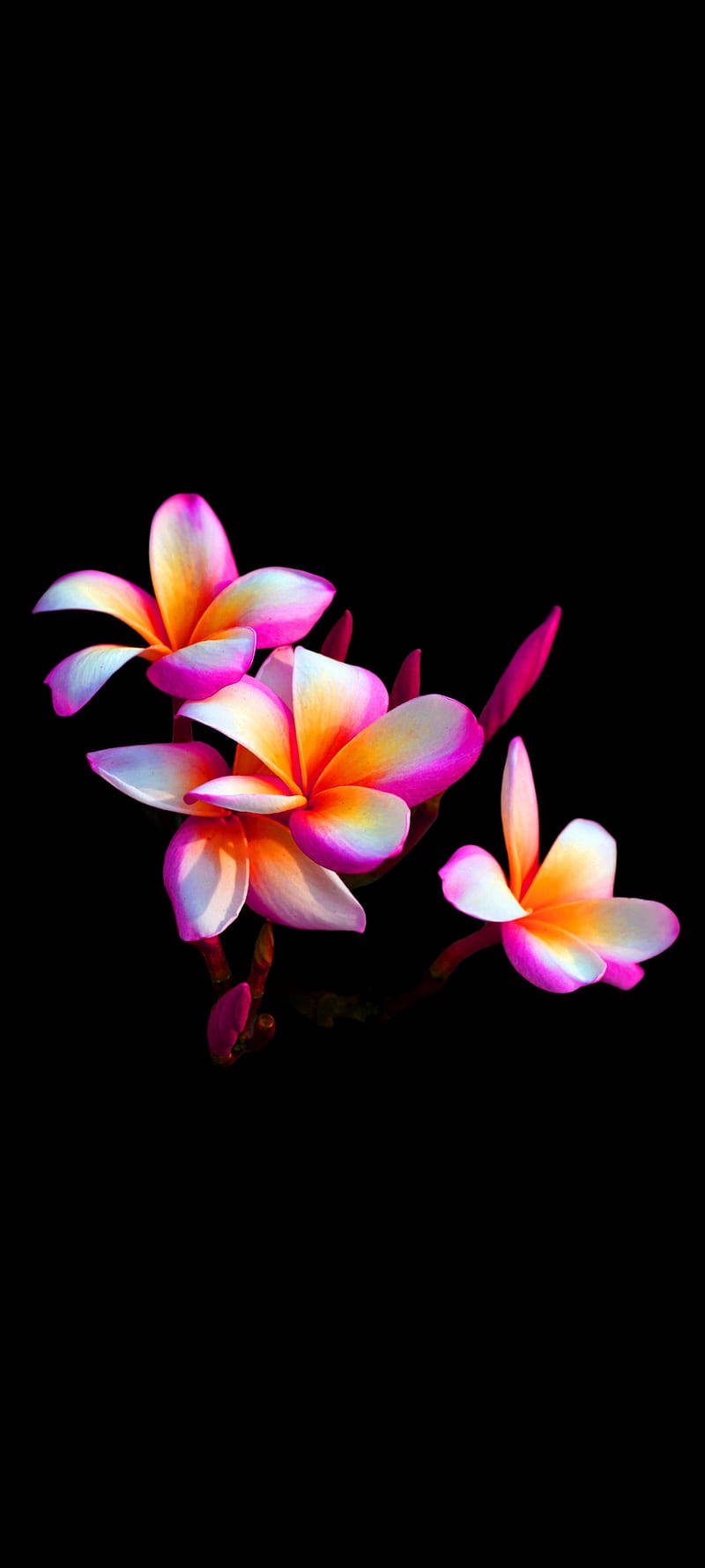 Purple Plumeria Full Screen 4k Flowers Background