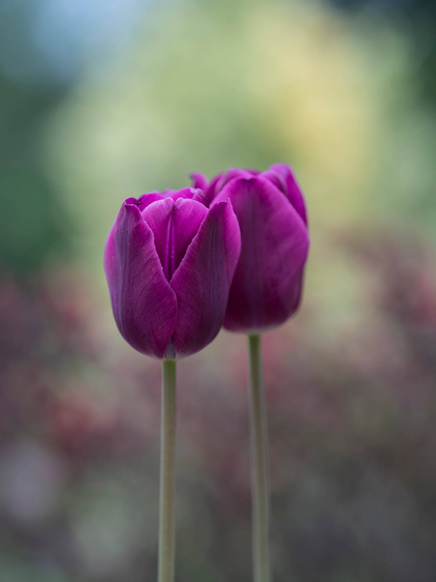 Purple Prince Tulip Hd Background