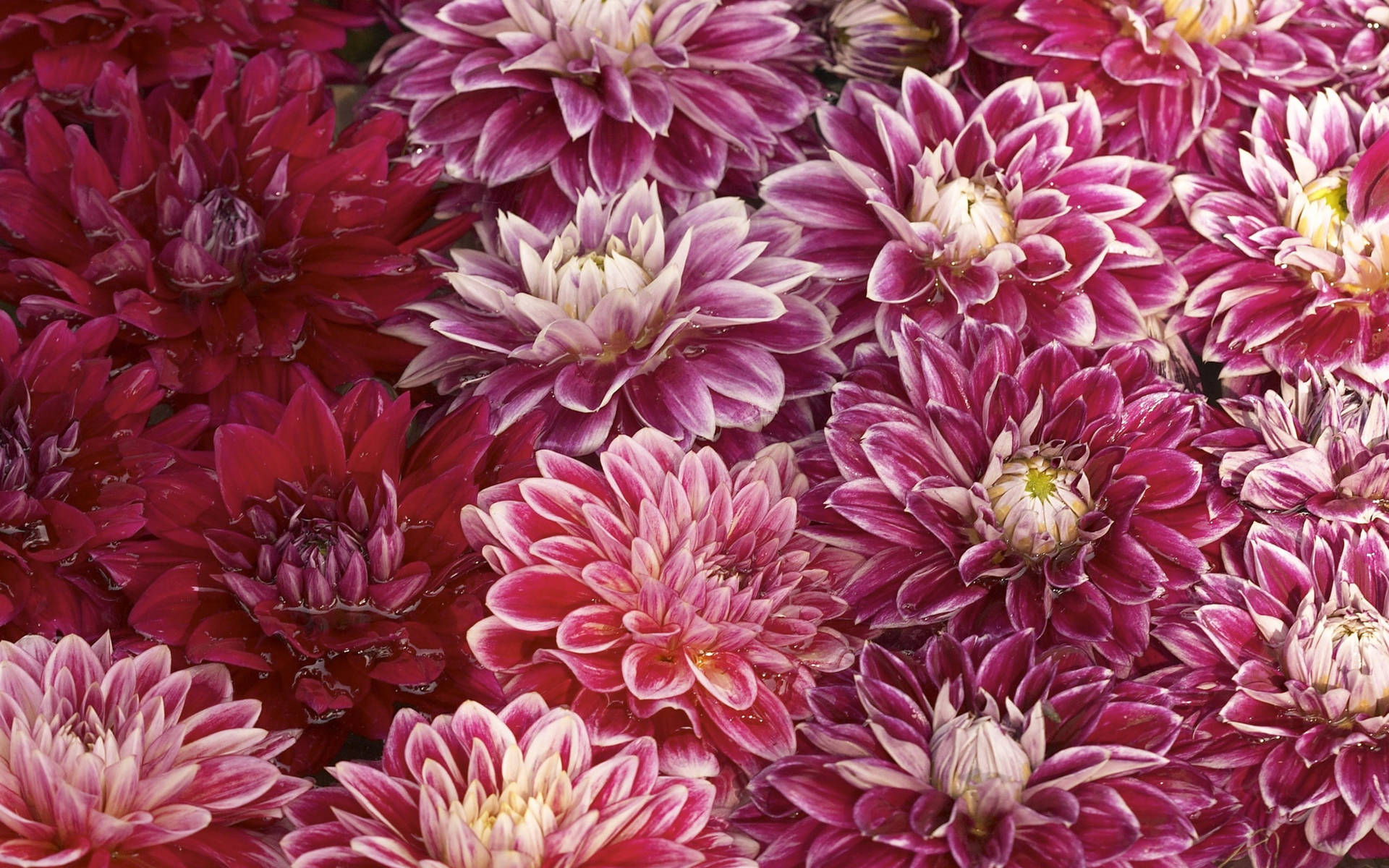 Purple Red Chrysanthemum Buds Background