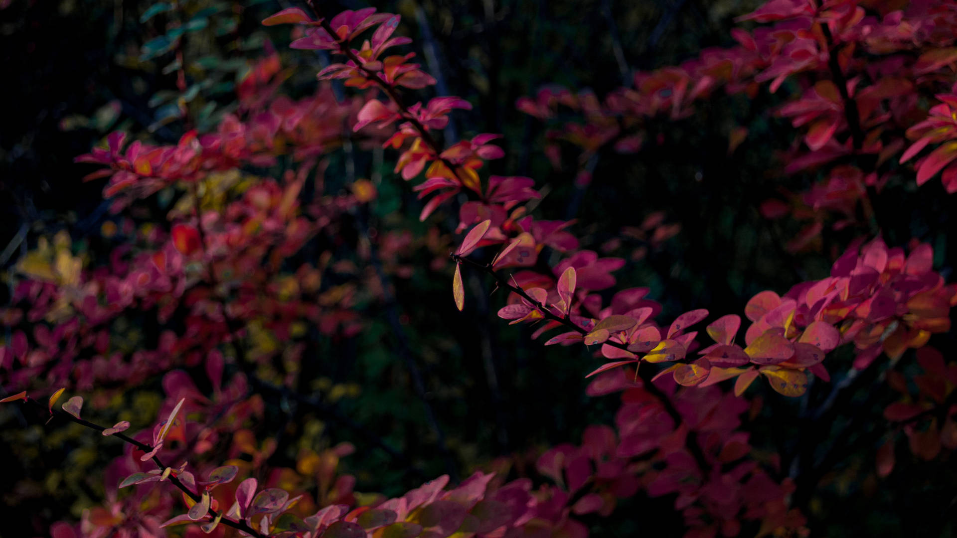Purple Red Leaves Mac 4k