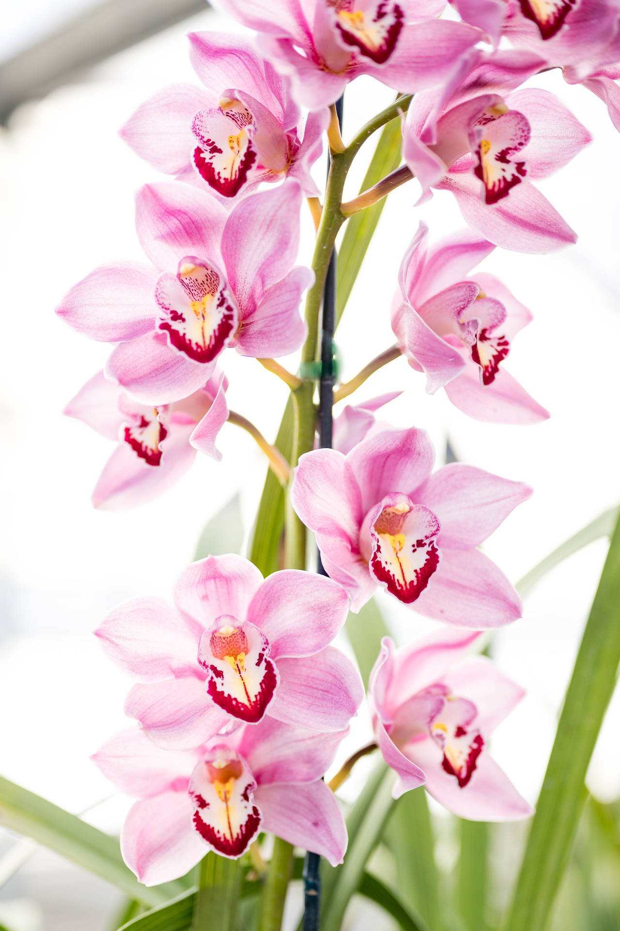 Purple Red Orchids Background