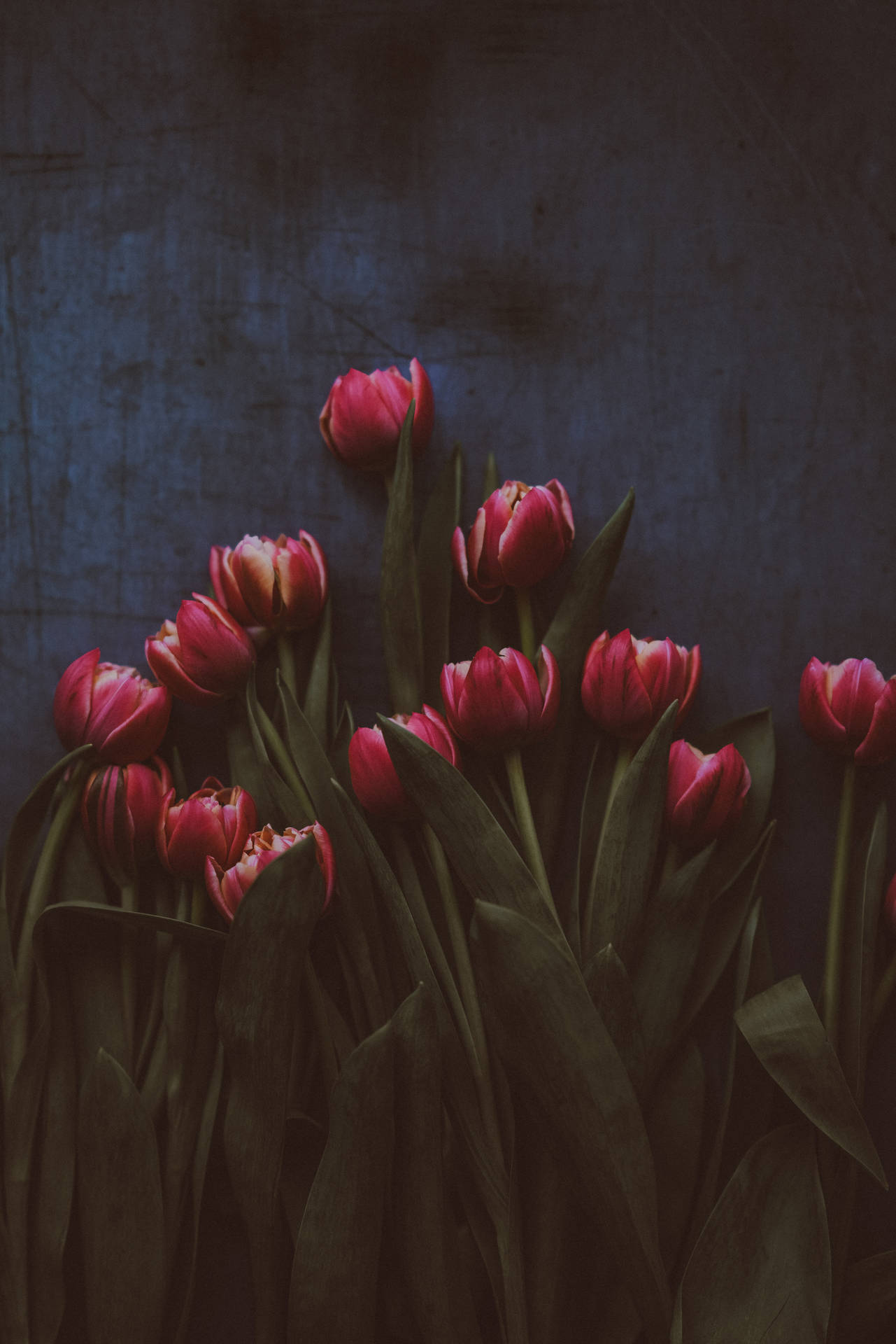Purple Red Tulips In Darkness Background