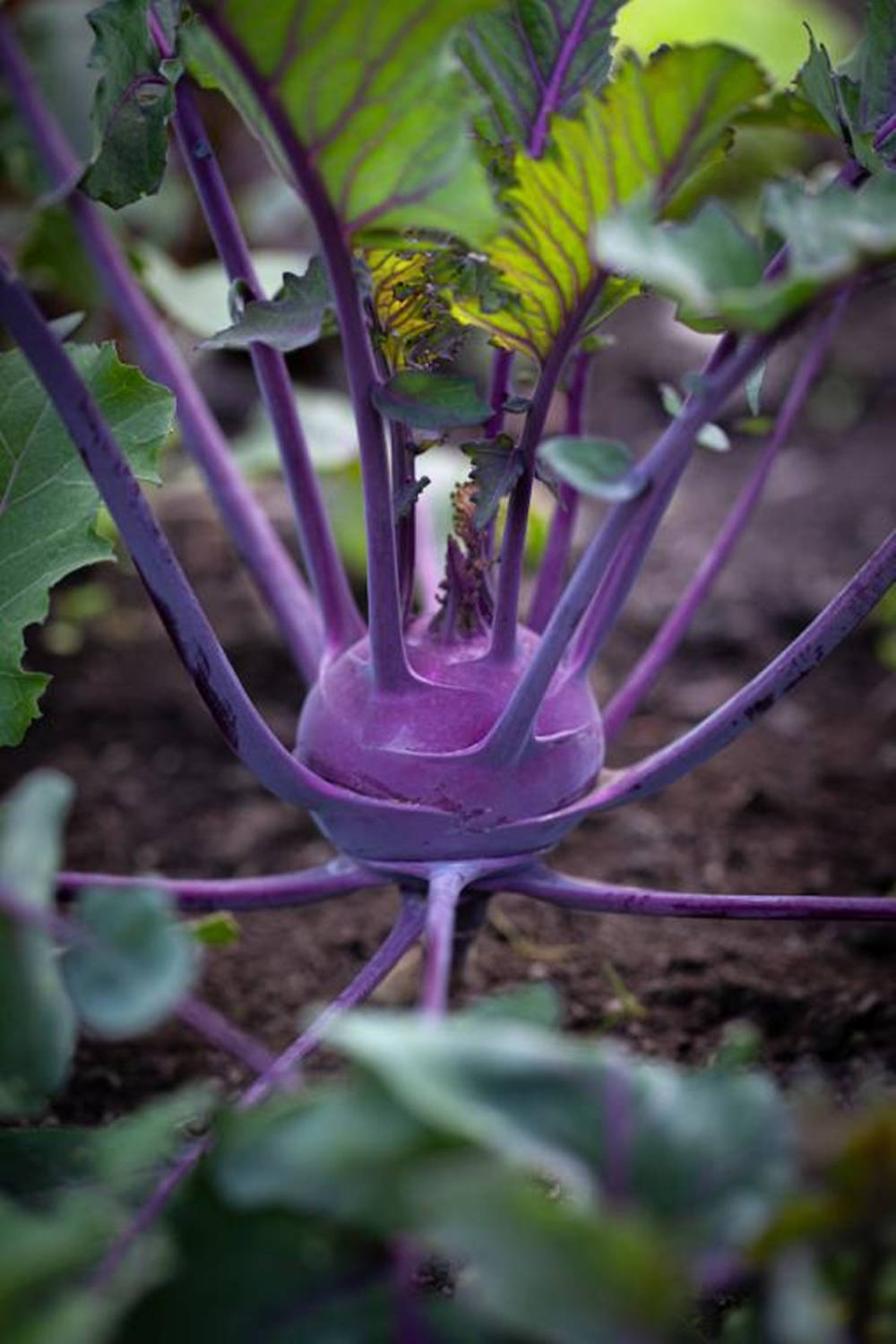 Purple Rooted Kohlrabi Background