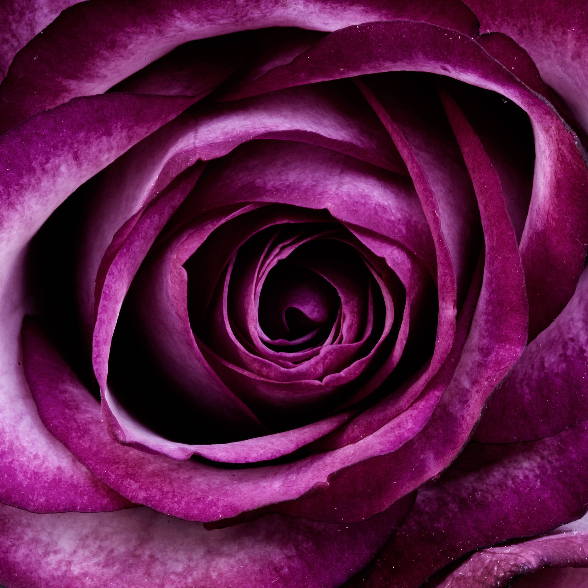 Purple Rose Aesthetic Background