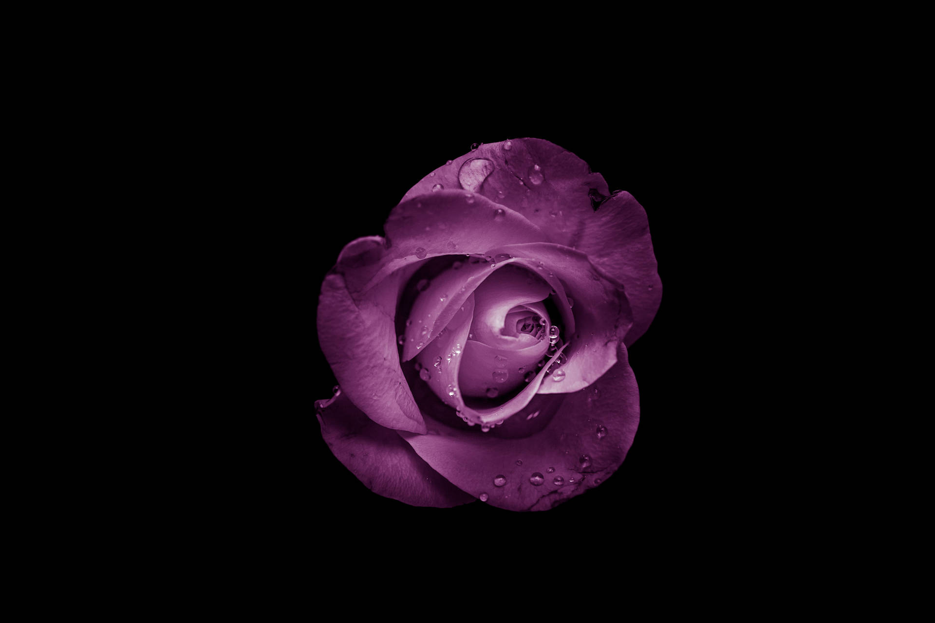 Purple Rose Aesthetic Tablet Background