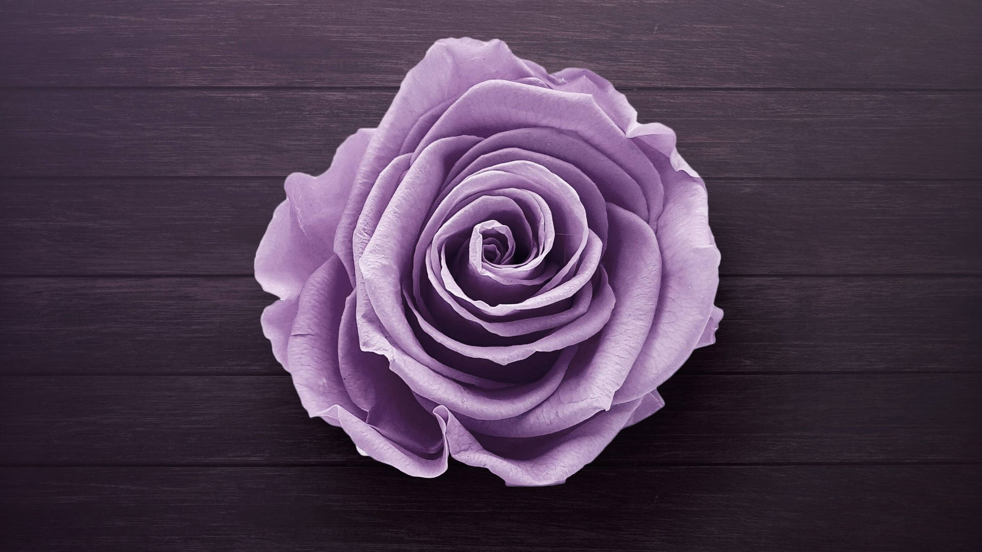 Purple Rose Flower On Desk