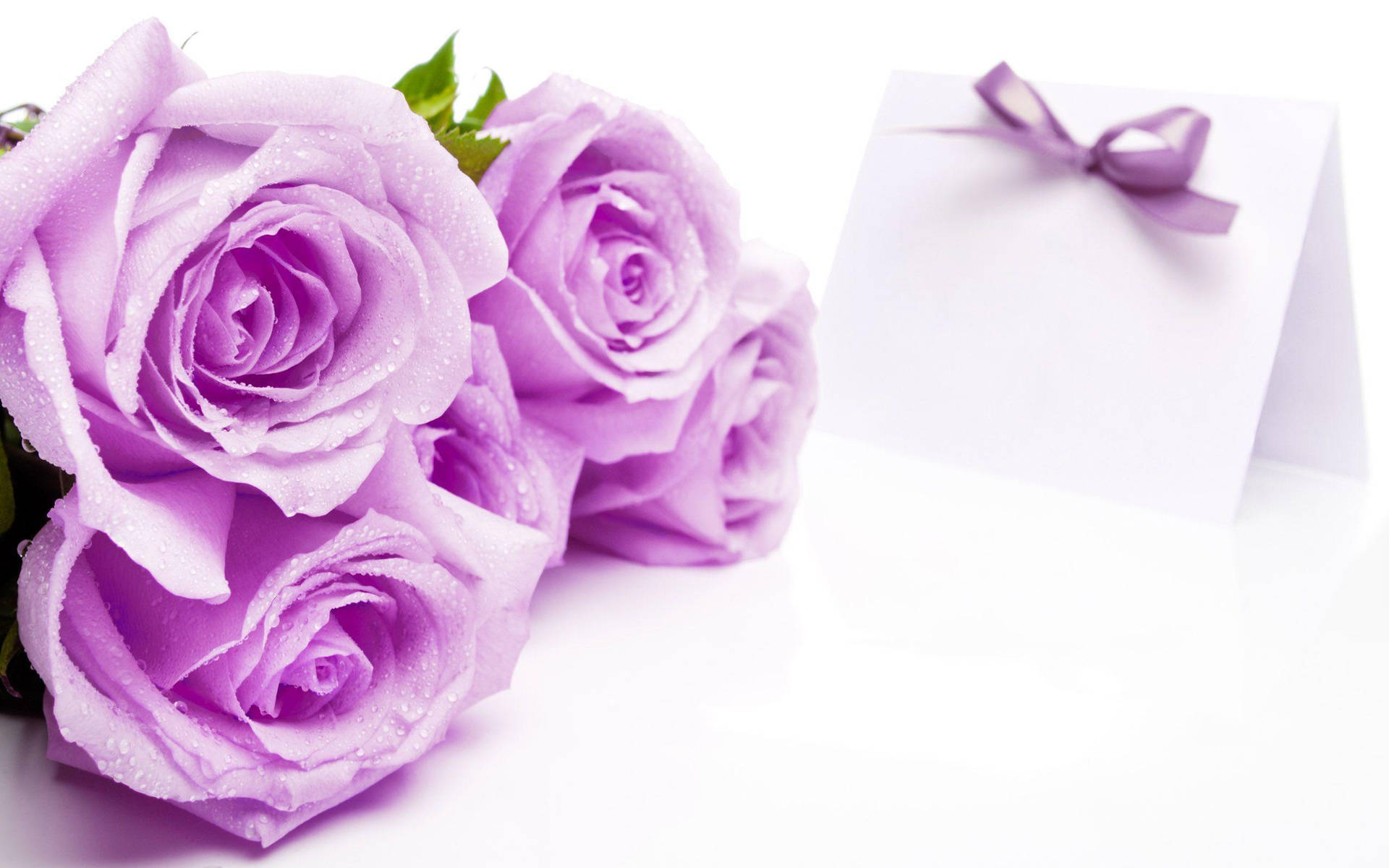 Purple Rose Flowers Background