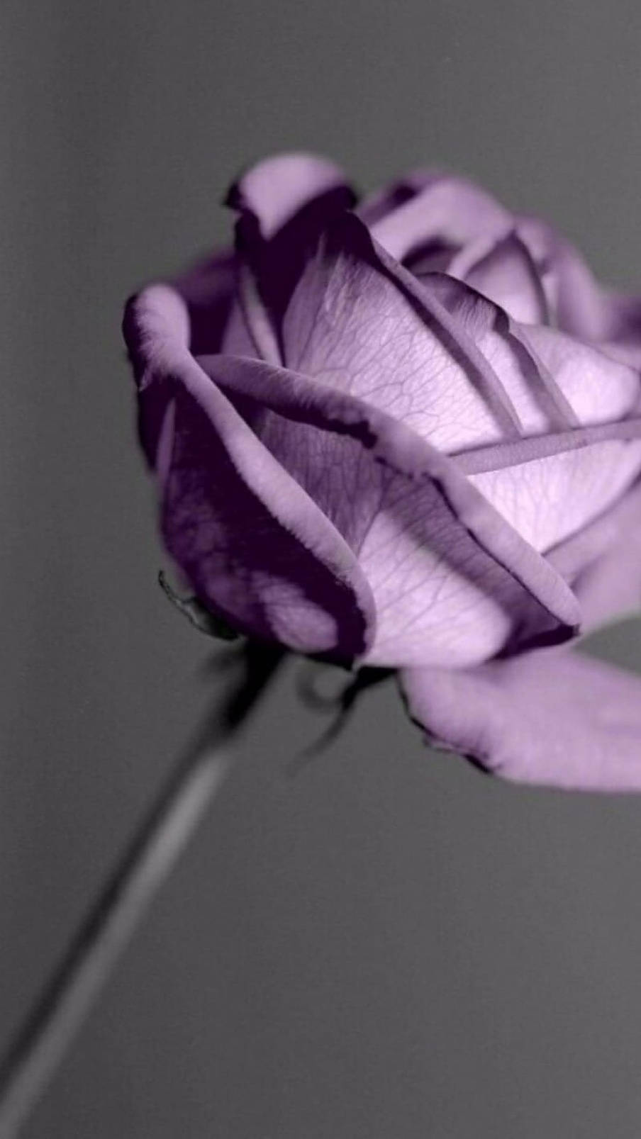 Purple Rose Gray Background Background