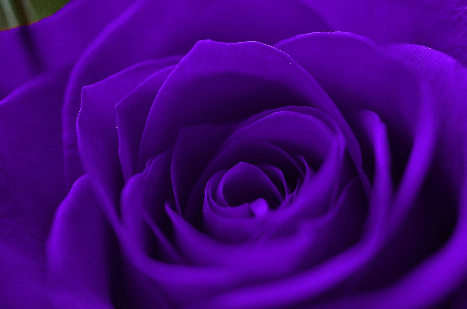Purple Rose In Bloom Macro Shot