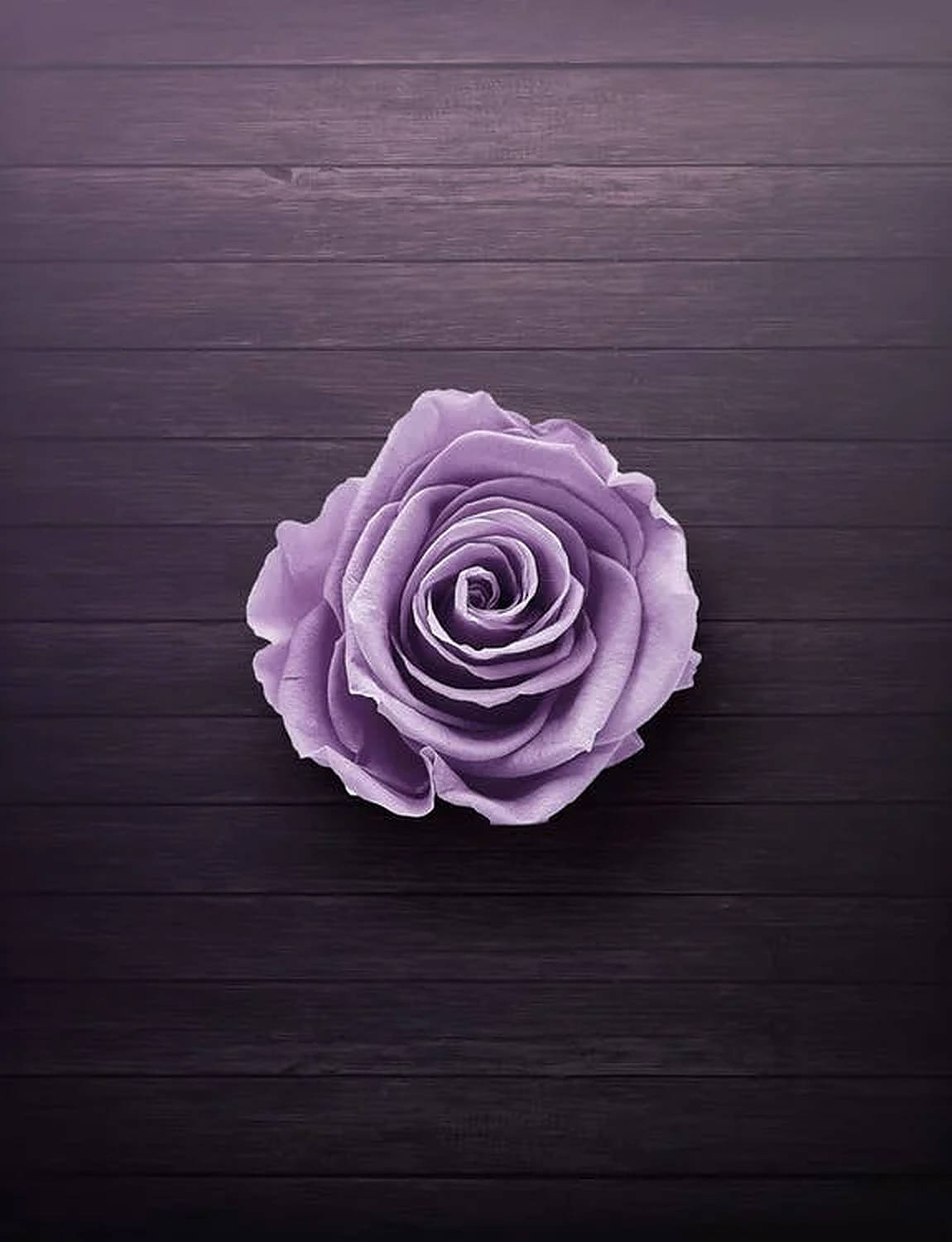 Purple Rose In Wooden Background