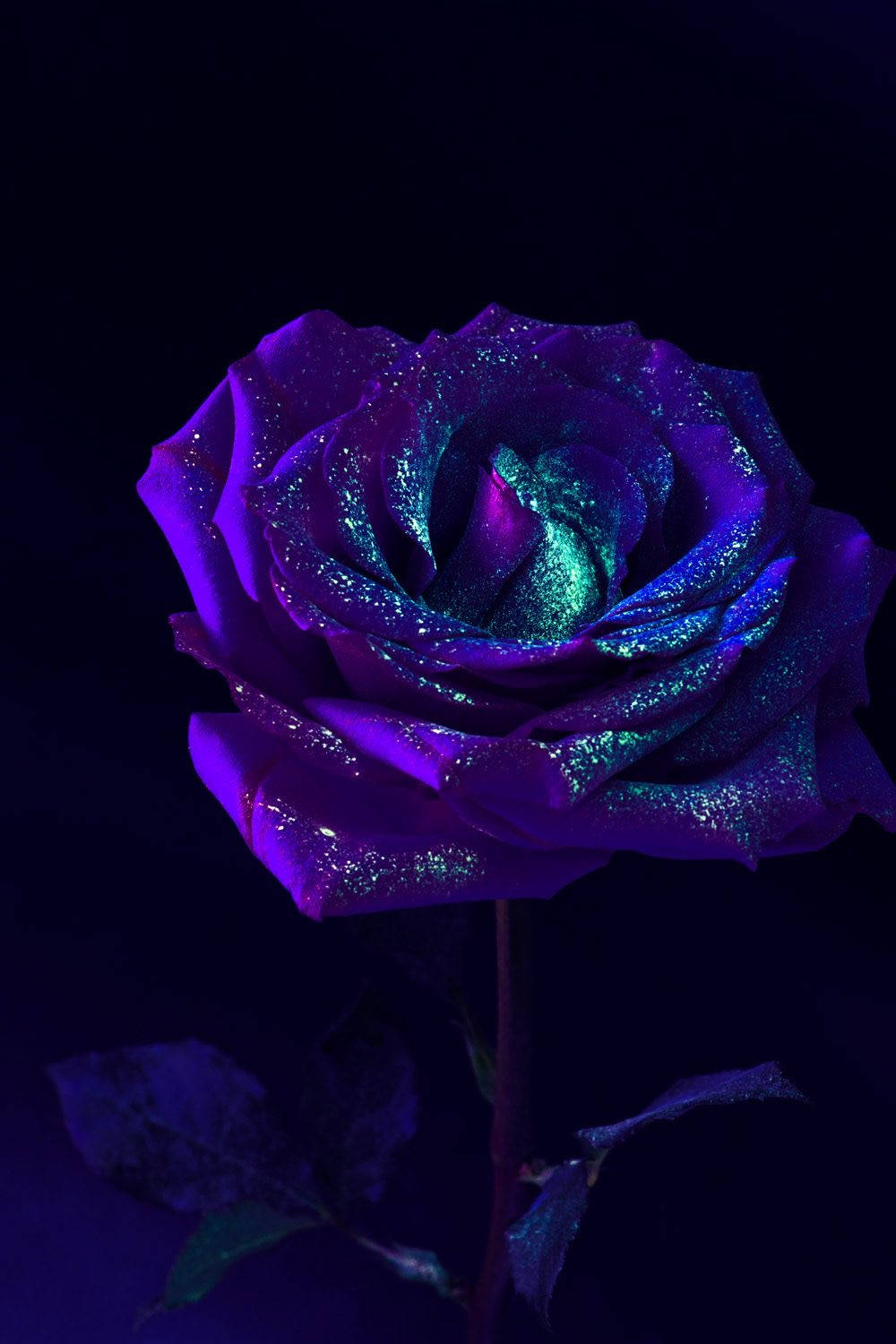 Purple Rose With Glitter Dust Background