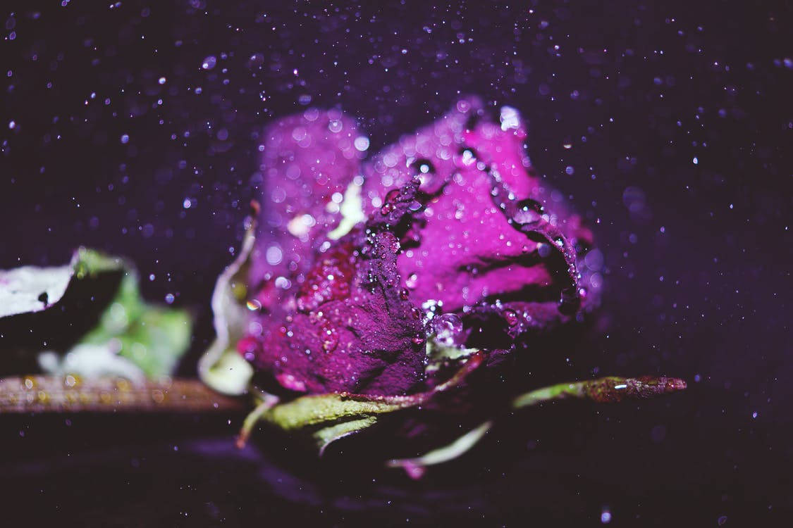 Purple Rose With Water Droplets Background
