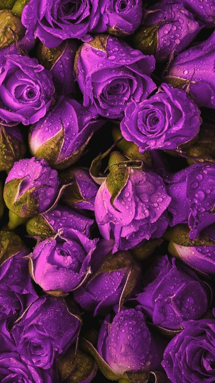 Purple Roses Close Up Shot Background