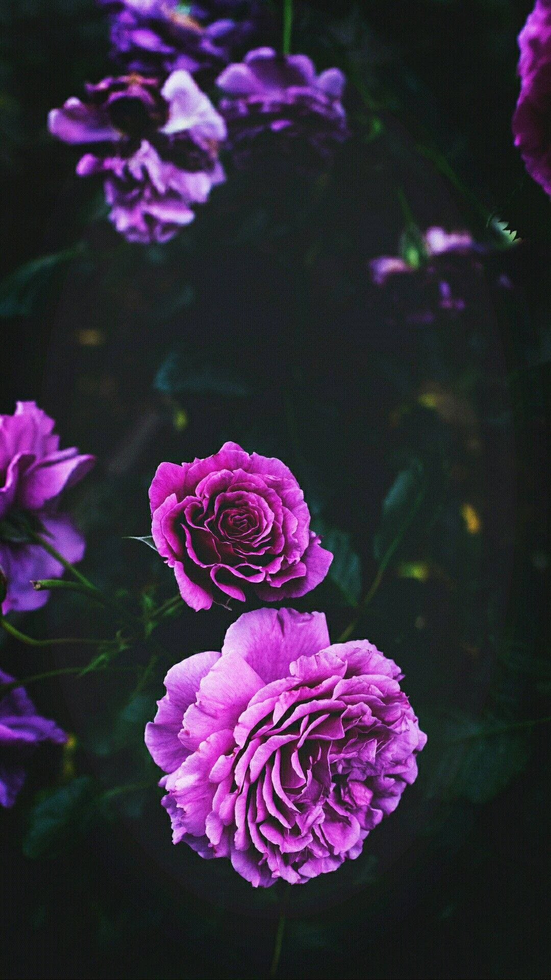 Purple Roses Flowers Black Background Background