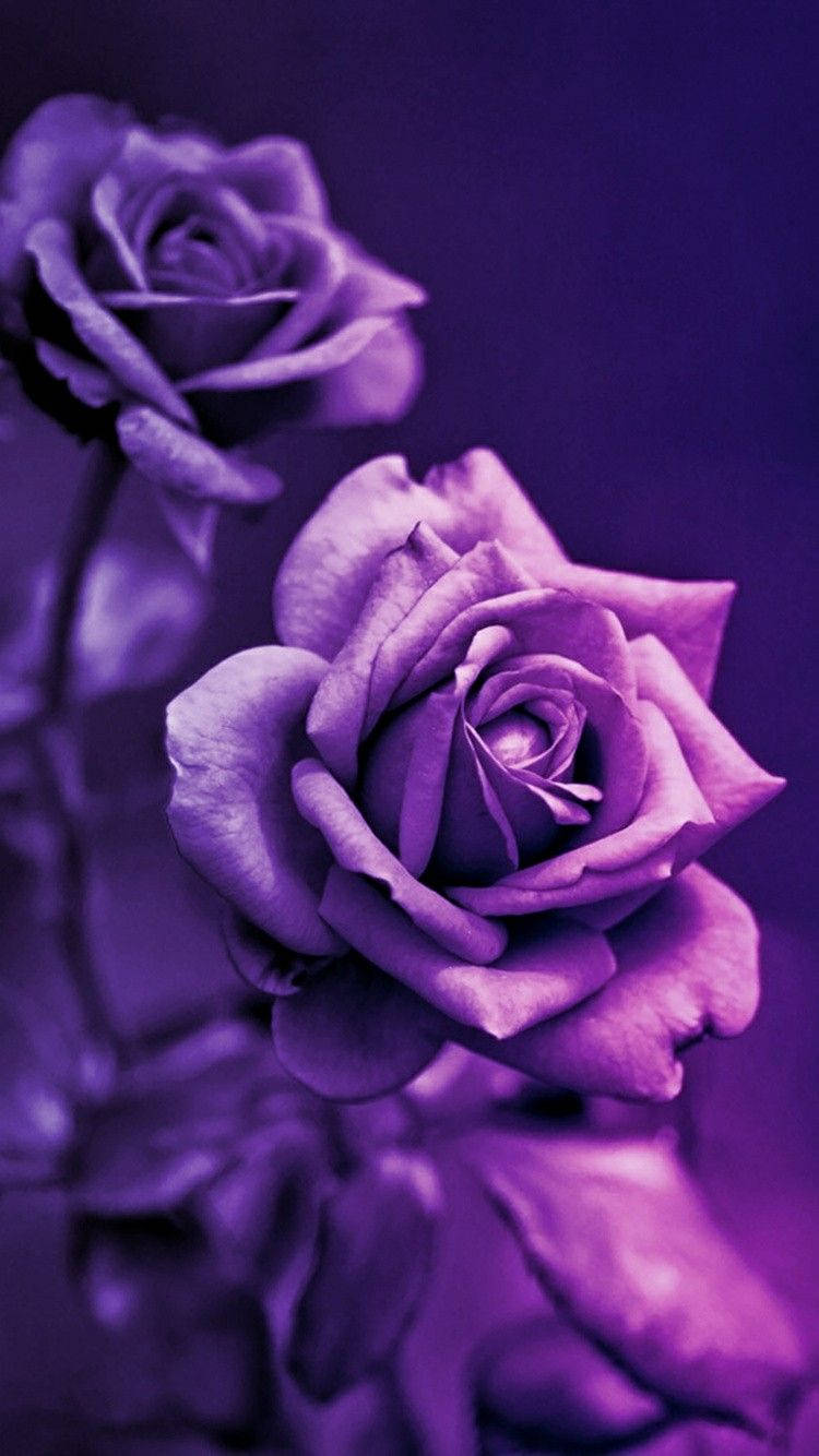 Purple Roses In Bloom Background