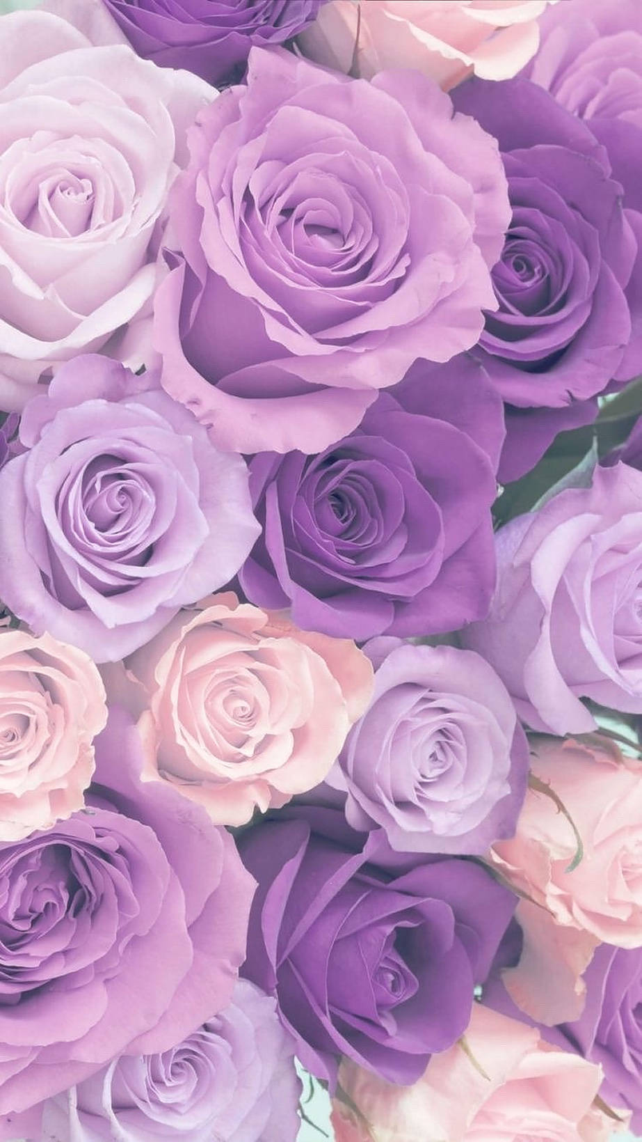 Purple Roses Macro Shot