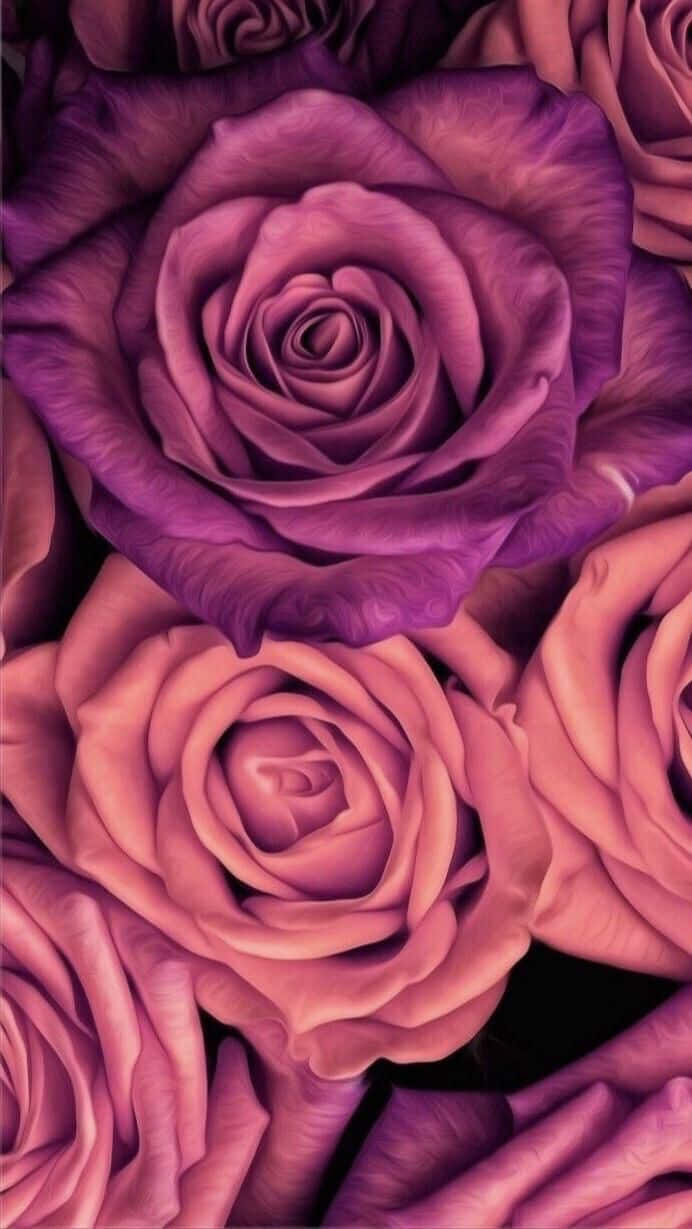 Purple Roses On Black Background Background