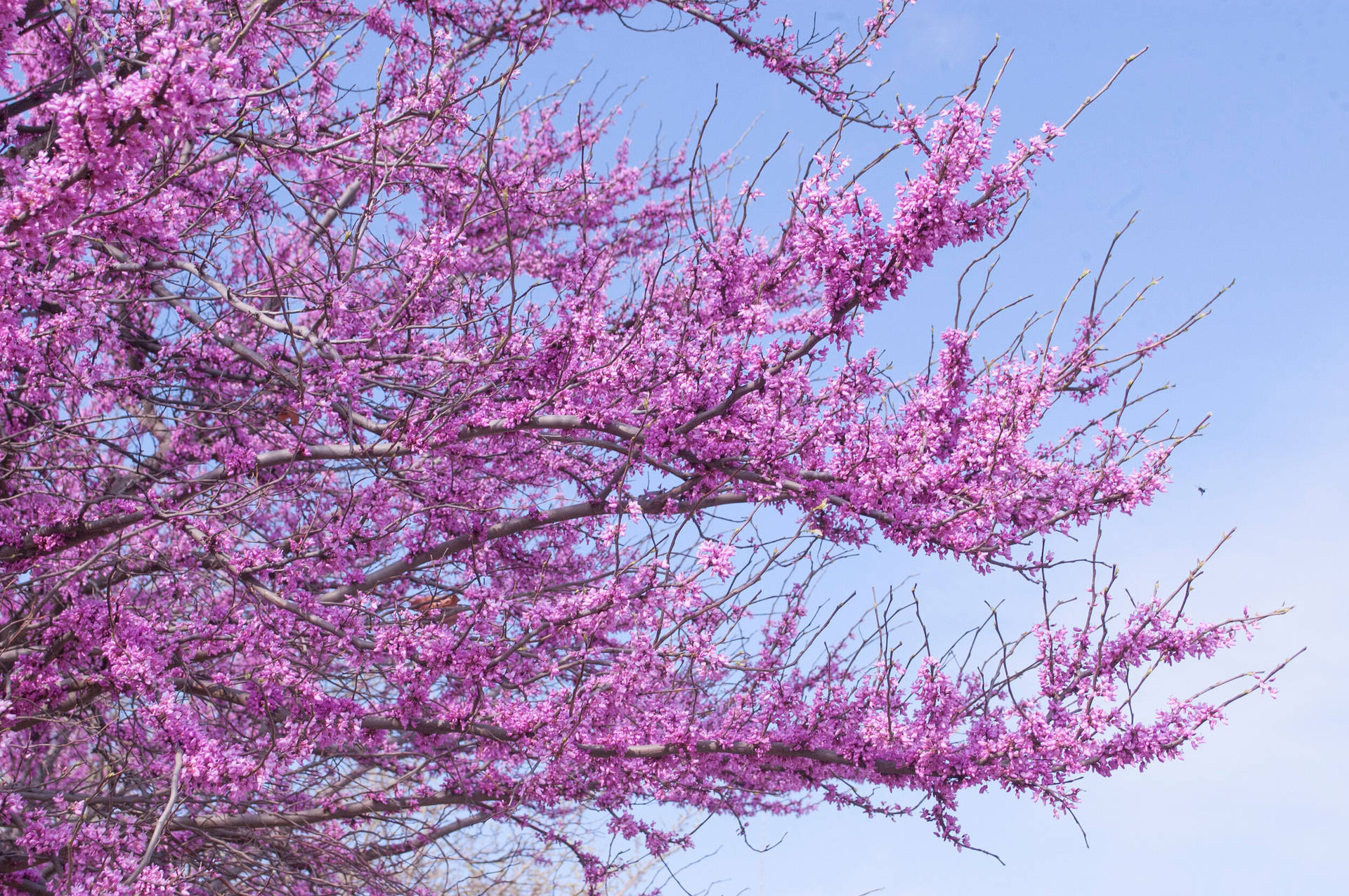 Purple Sakura Tree Background