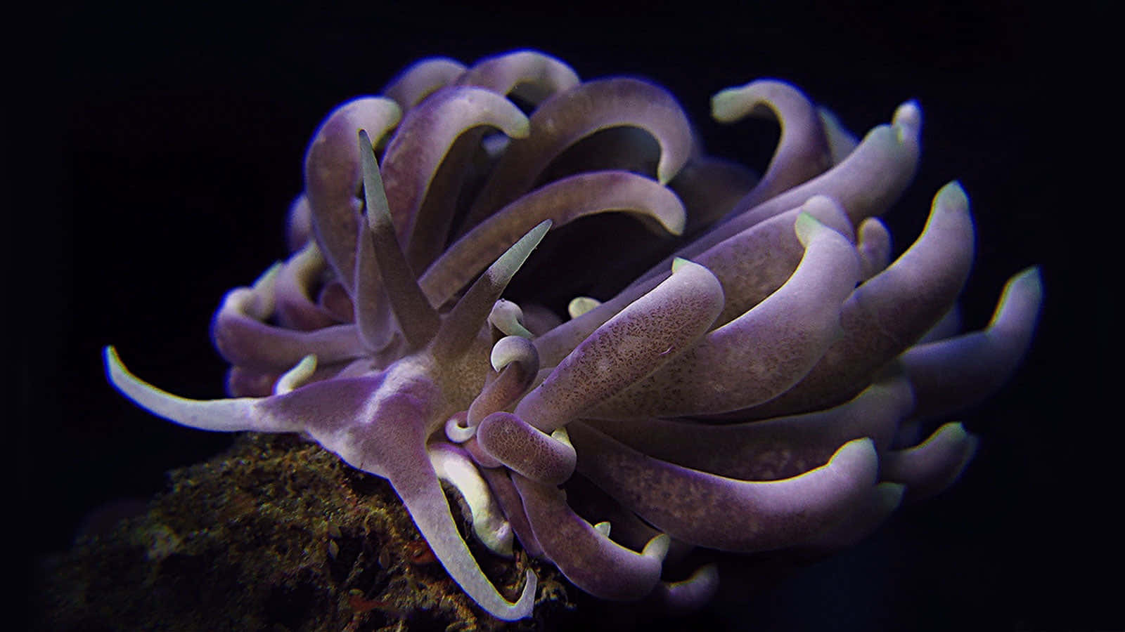Purple Sea Slug Elegant Underwater Photography Background