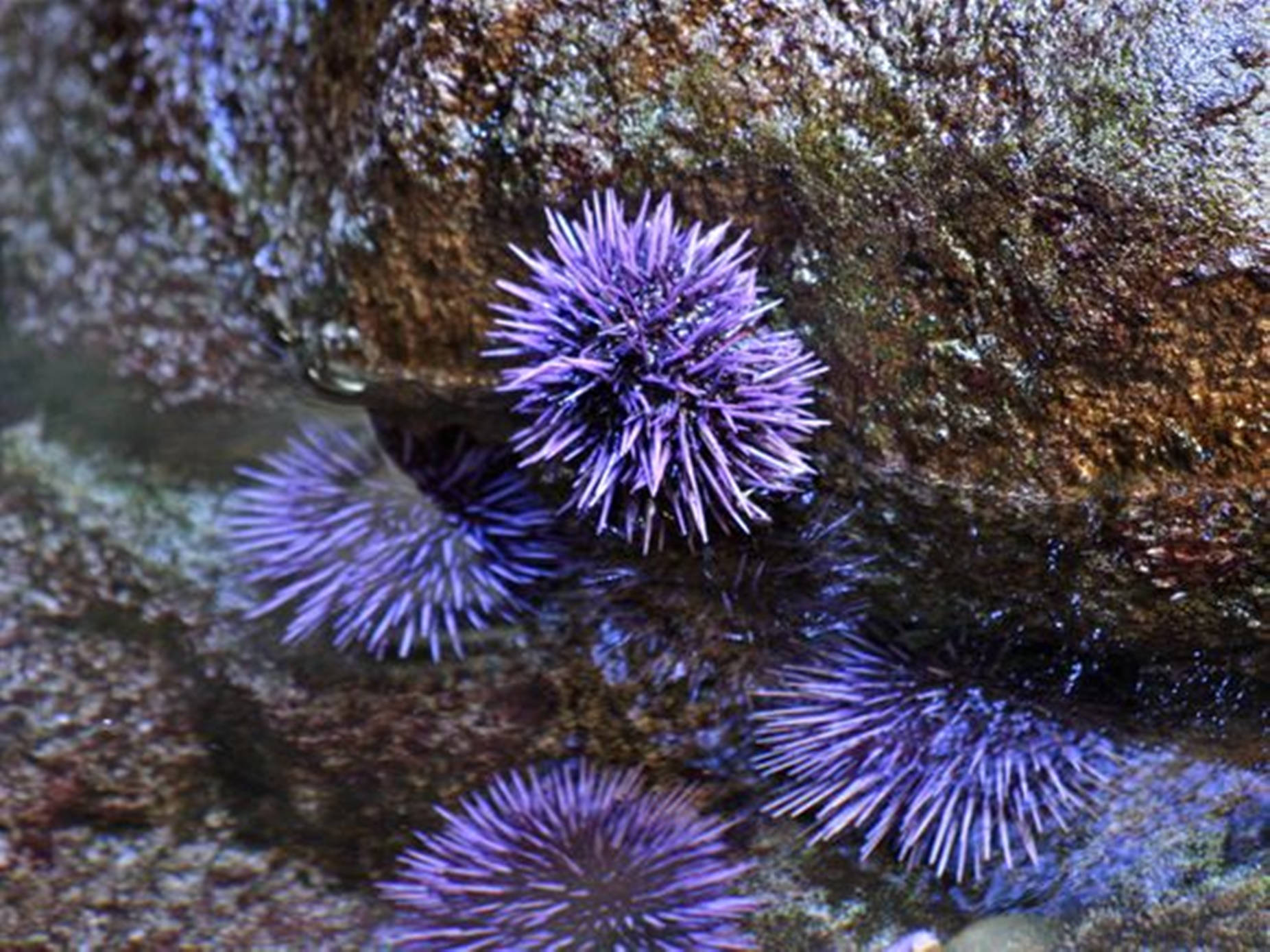 Purple Sea Urchin Attached On Rocks