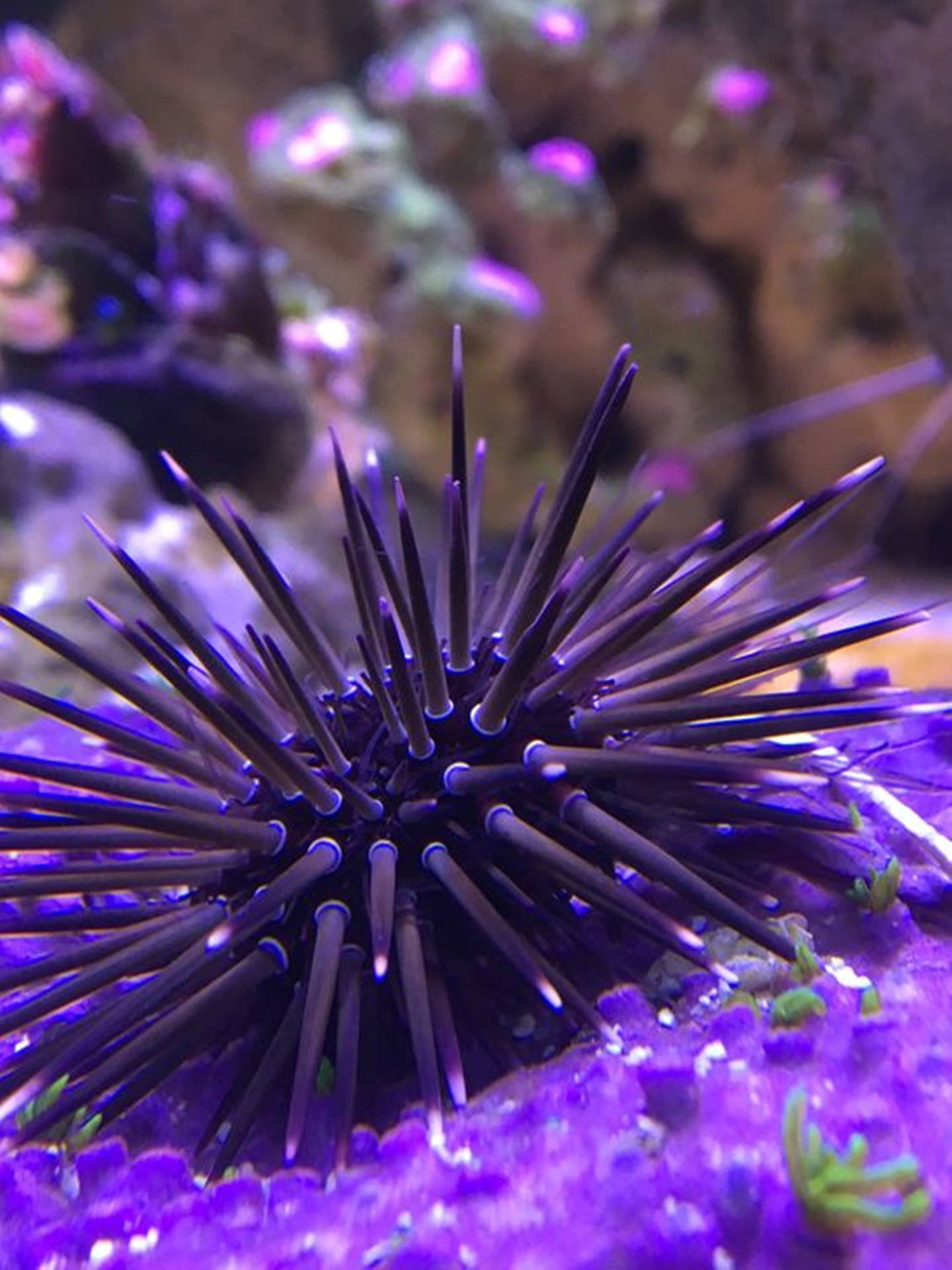 Purple Sea Urchin Close Up