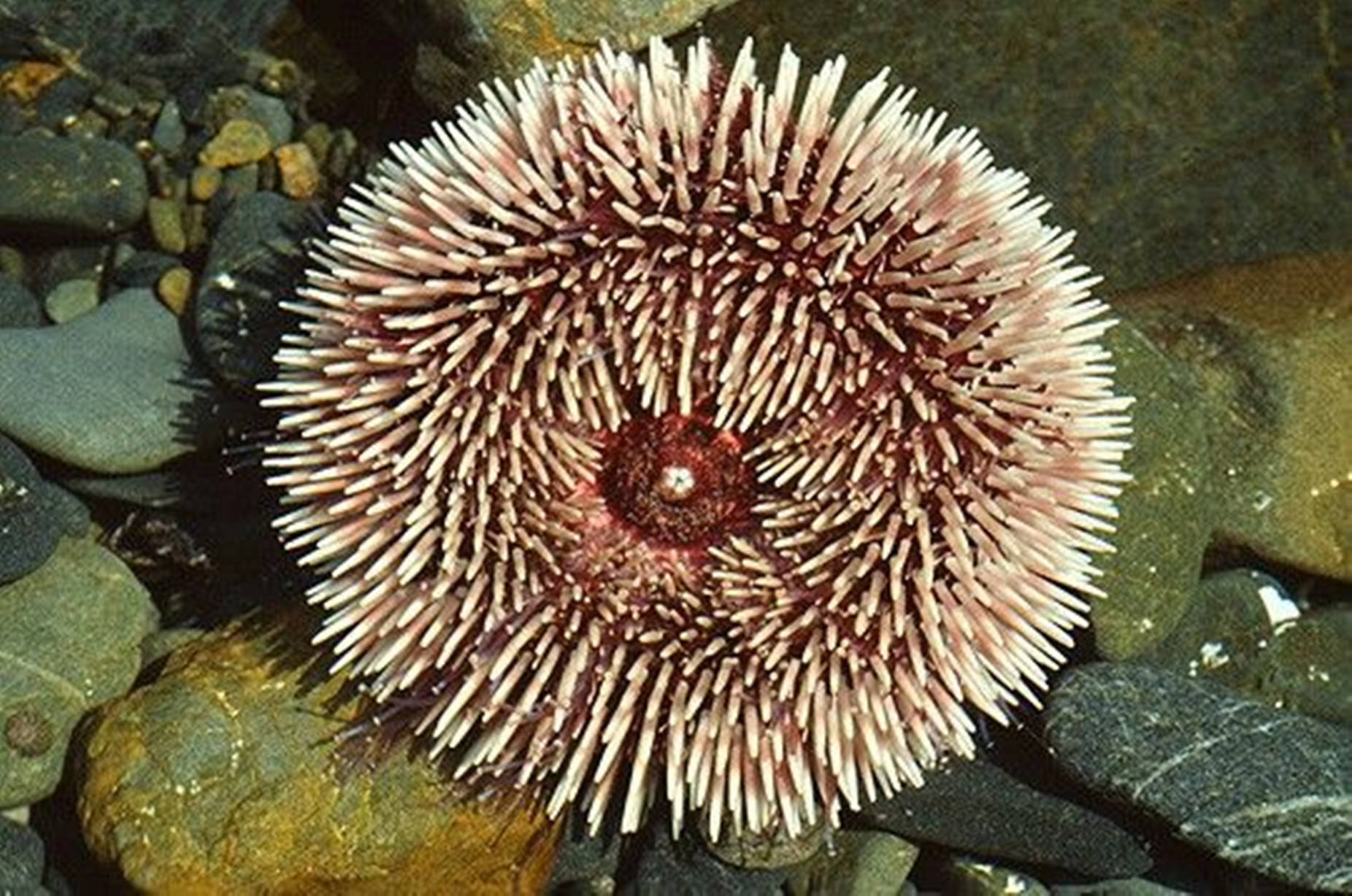 Purple Sea Urchin With White Spines Background