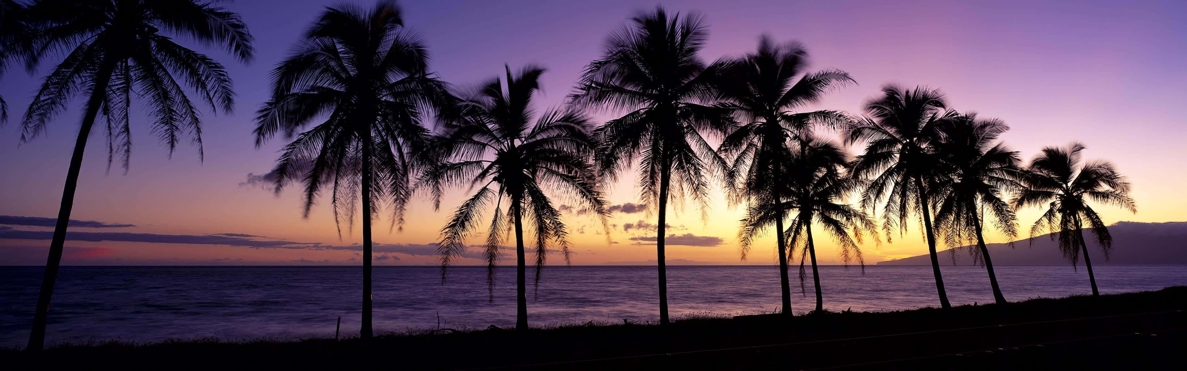 Purple Sky And Palm Trees As A Panoramic Desktop Background