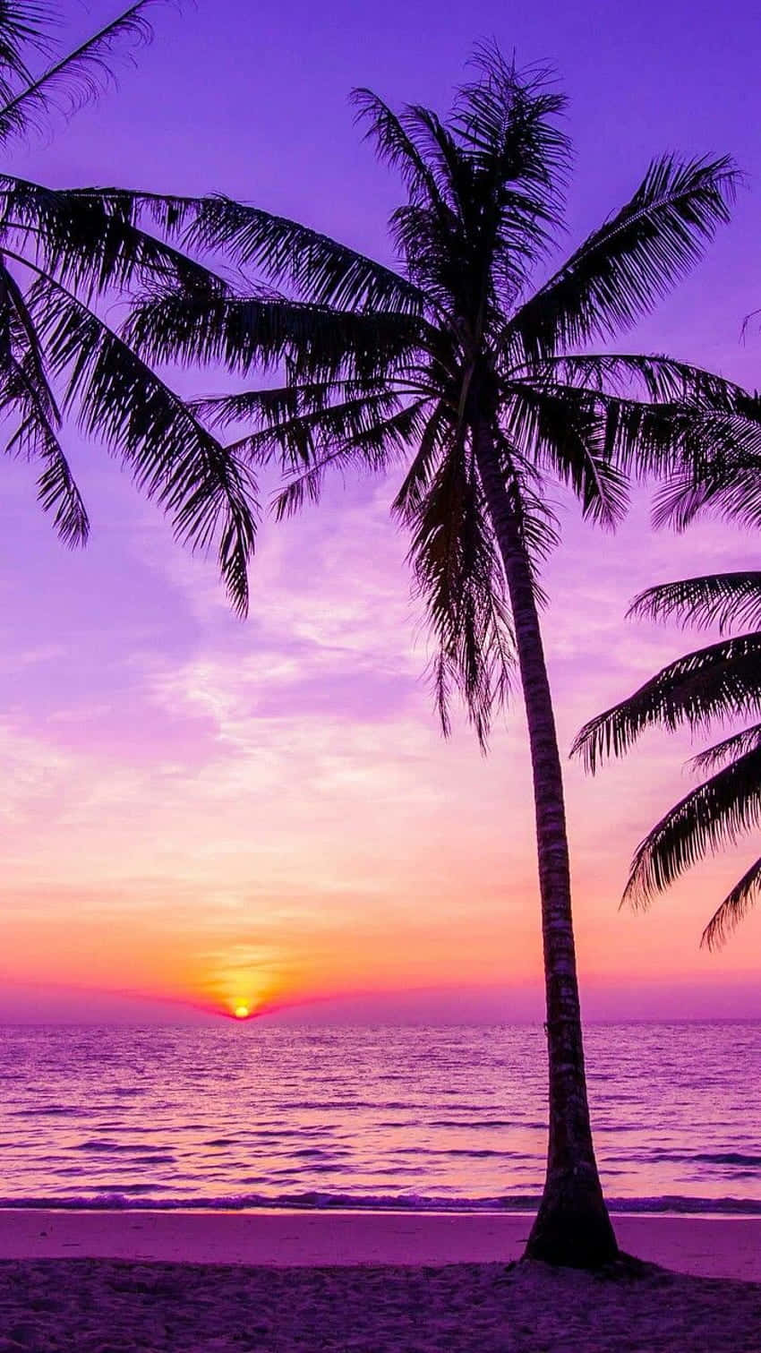 Purple Sky Sunset With Palm Tree