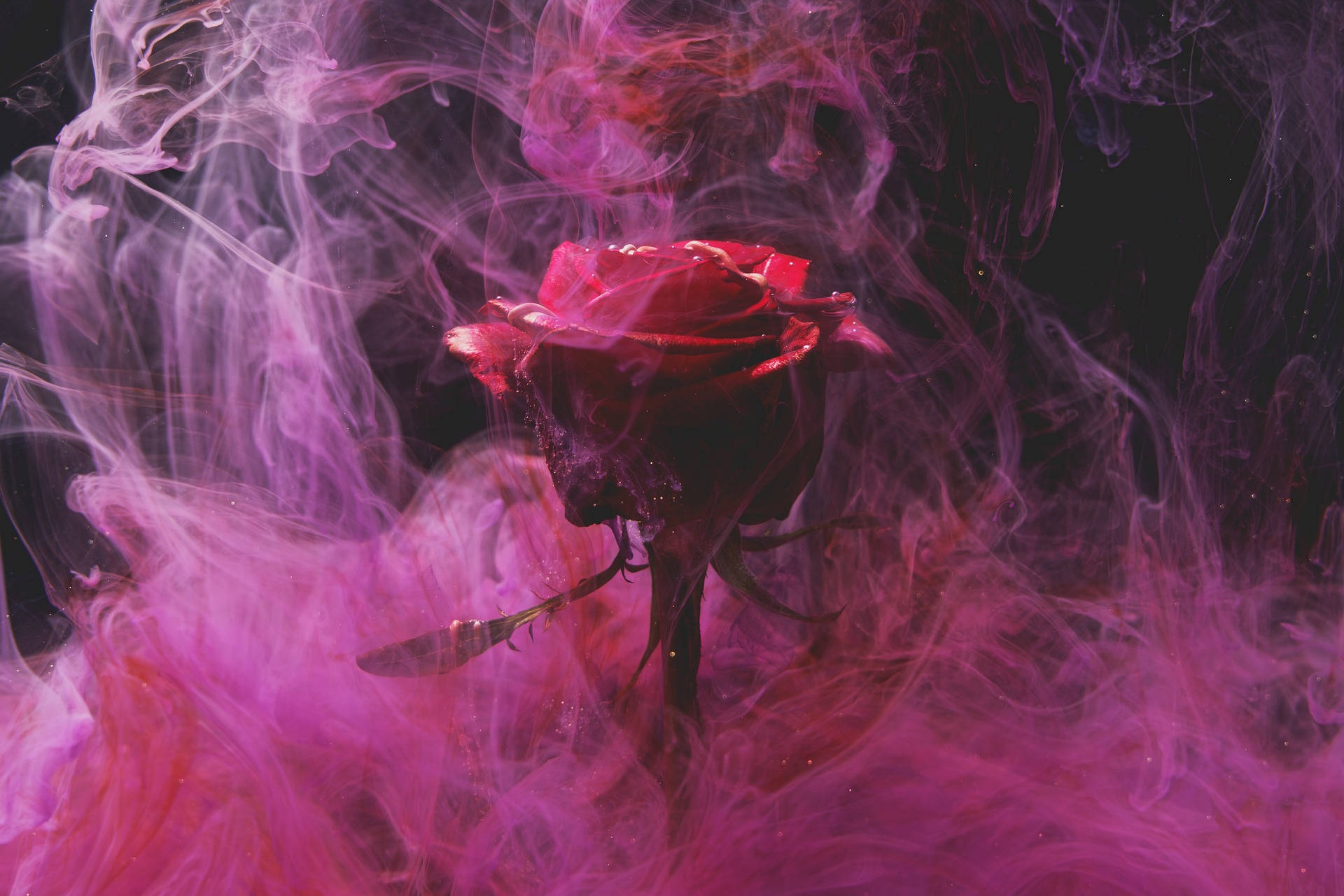 Purple Smoke Rose Aesthetic Background