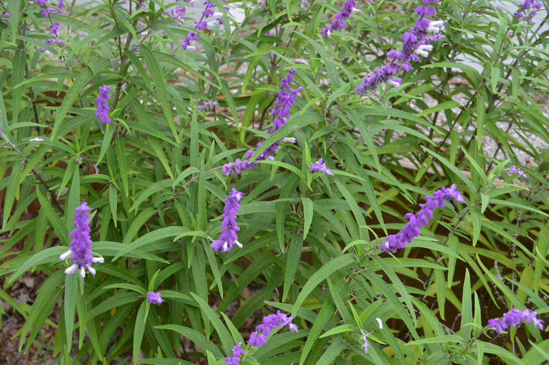 Purple Sonoma Sage Background