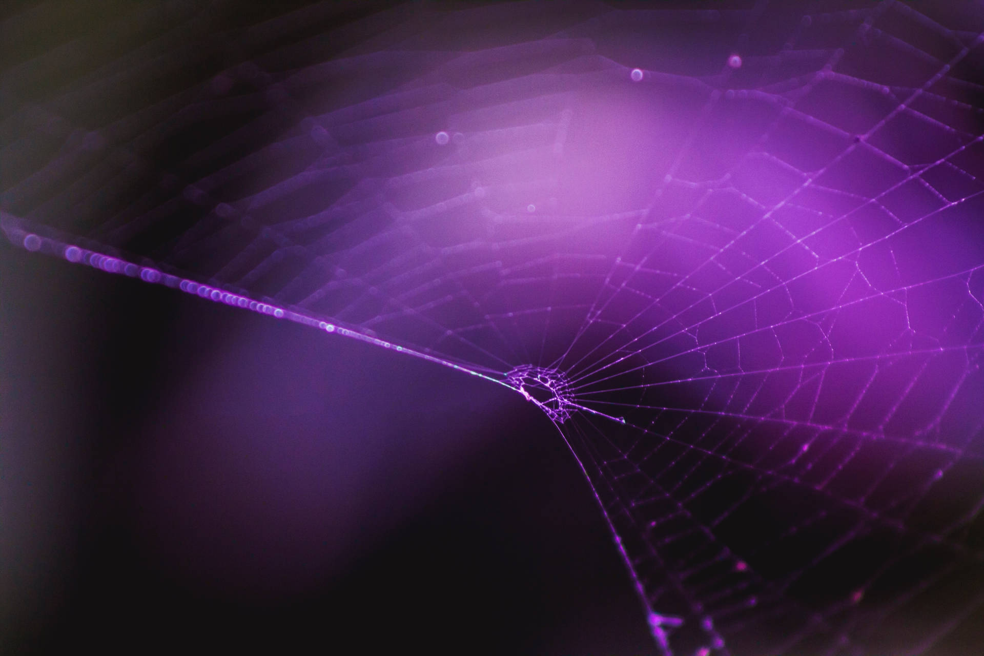 Purple Spider Web Background