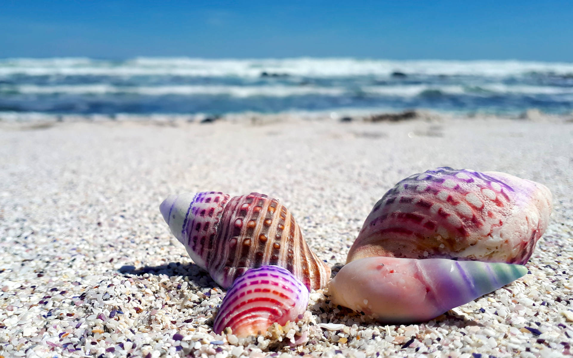 Purple Spiral Shells In Shore Background