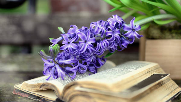 Purple Spring Flowers Above Book Background