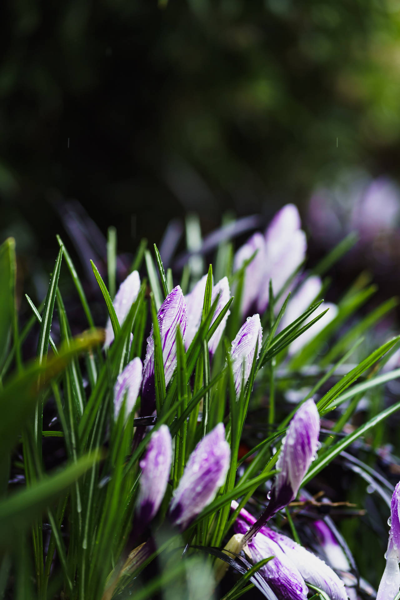 Purple Spring Flowers Background