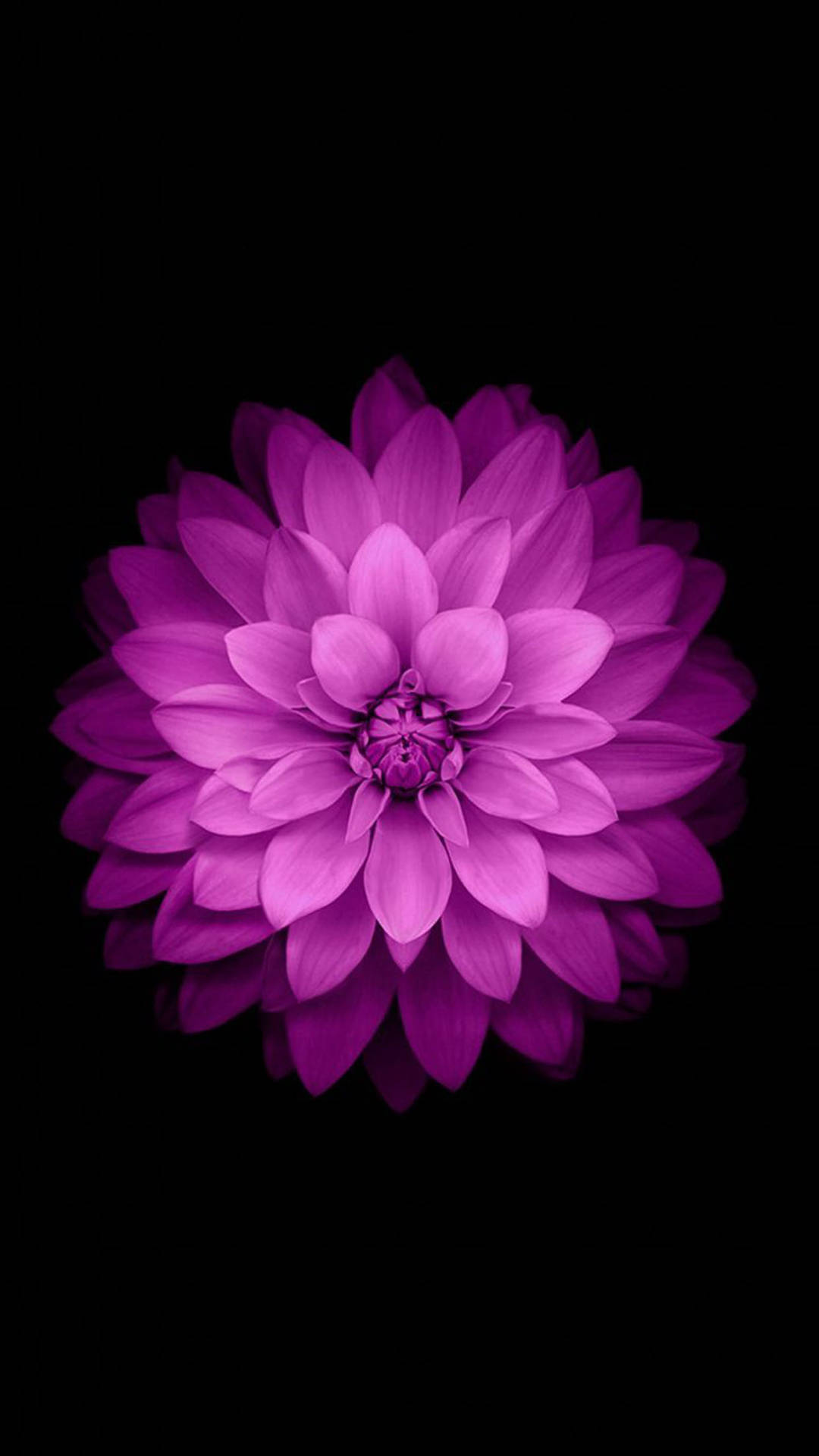 Purple Star Dahlia Flower Apple Background
