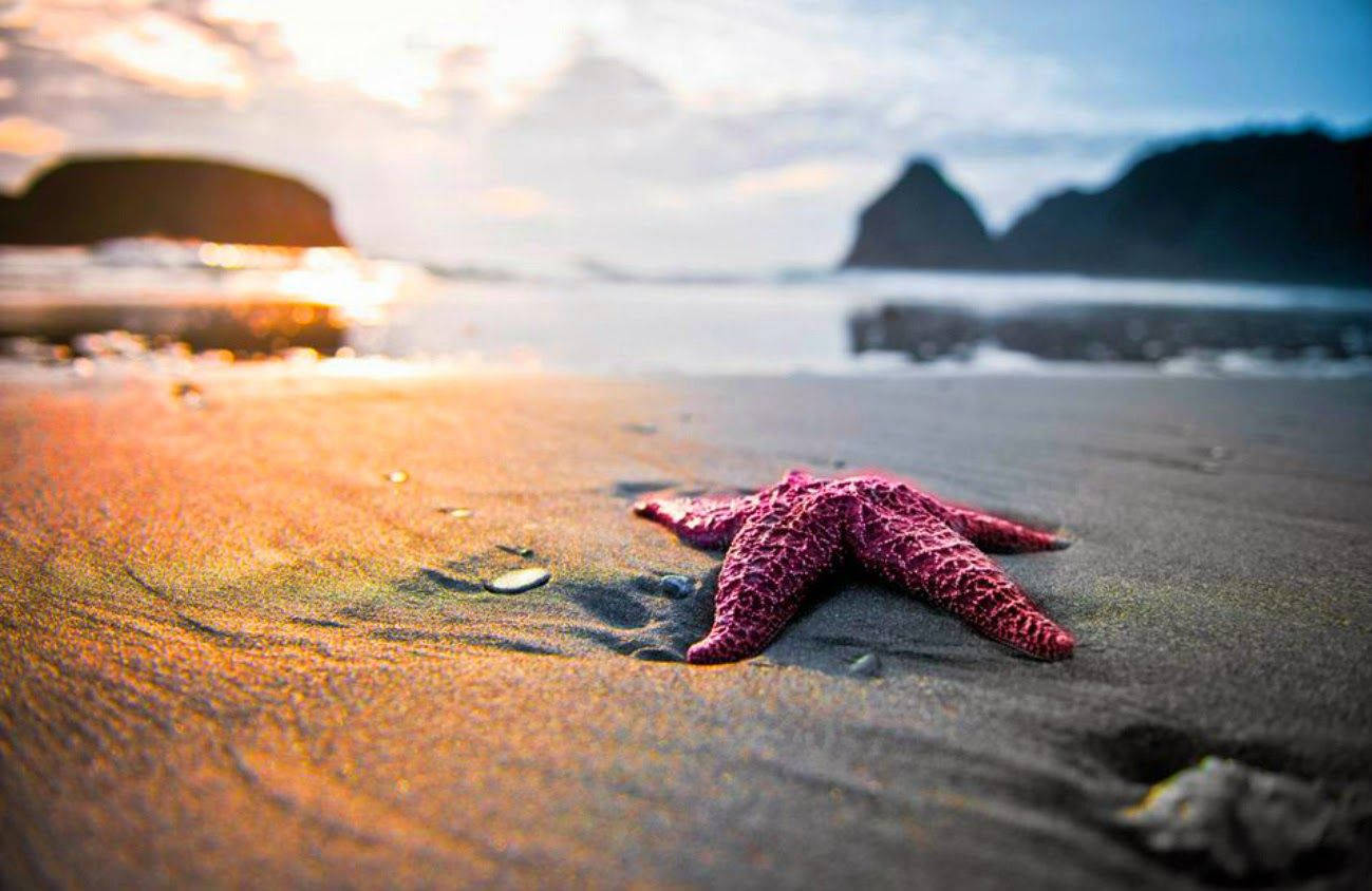 Purple Starfish On The Sea Seashore Background