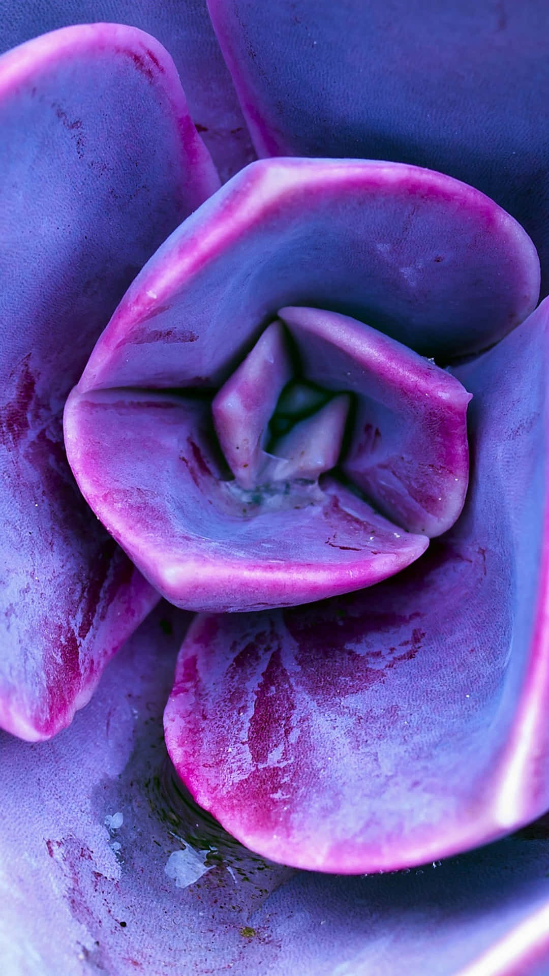 Purple Succulent Iphone Close-up