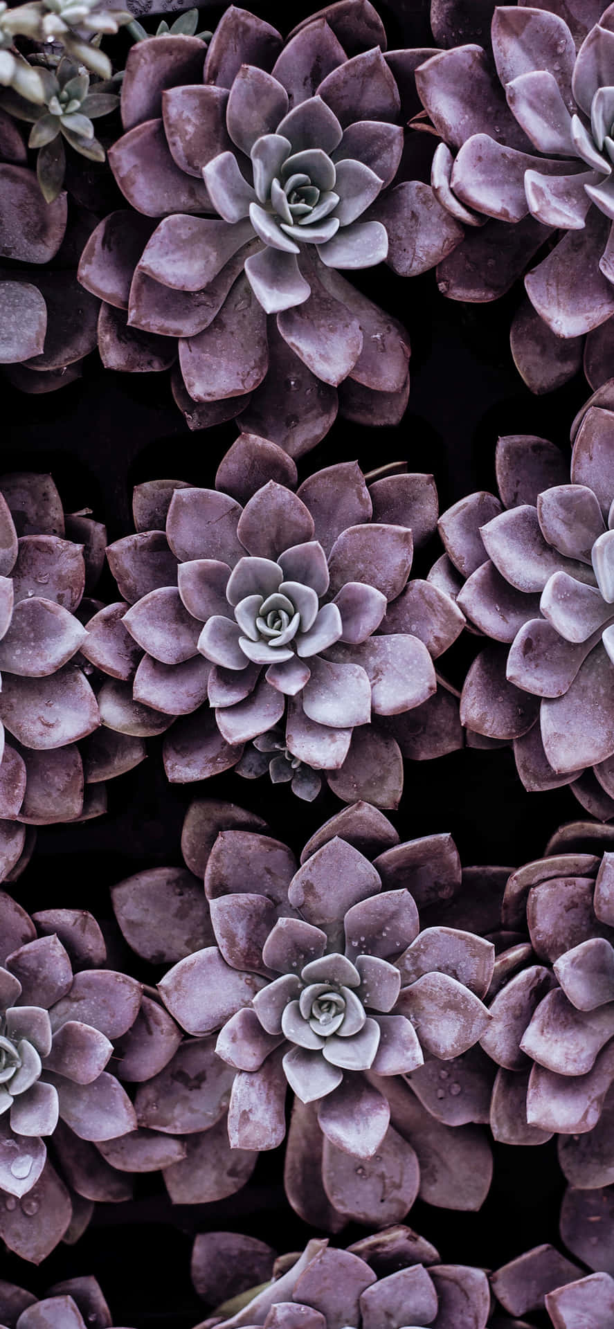 Purple Succulent Iphone Gardening Background