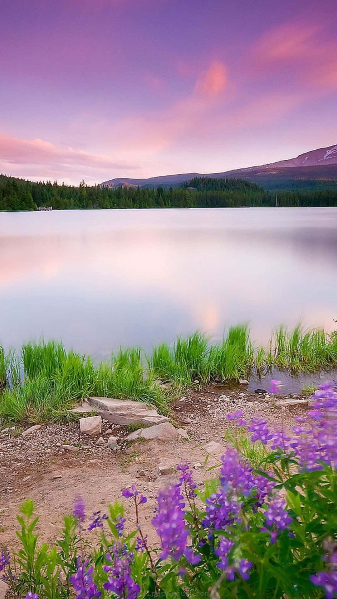 Purple Sunset Lake Natural Background Background