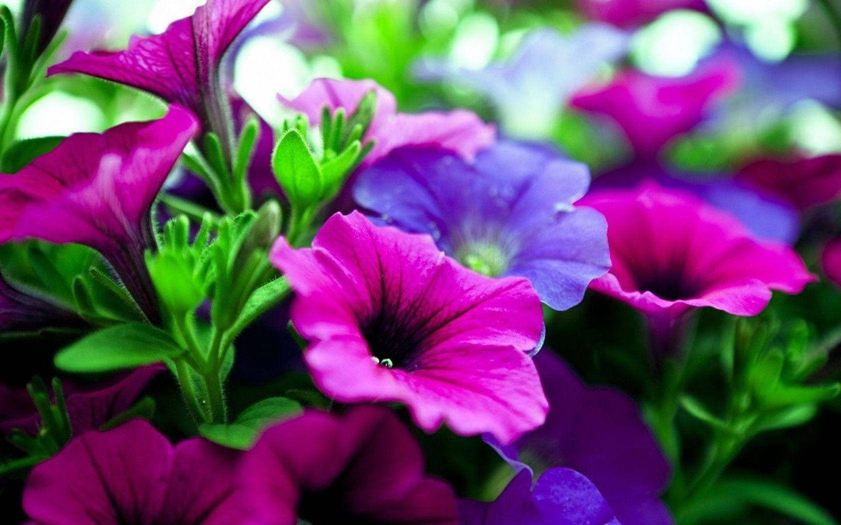 Purple Surfinia Flower Laptop Background