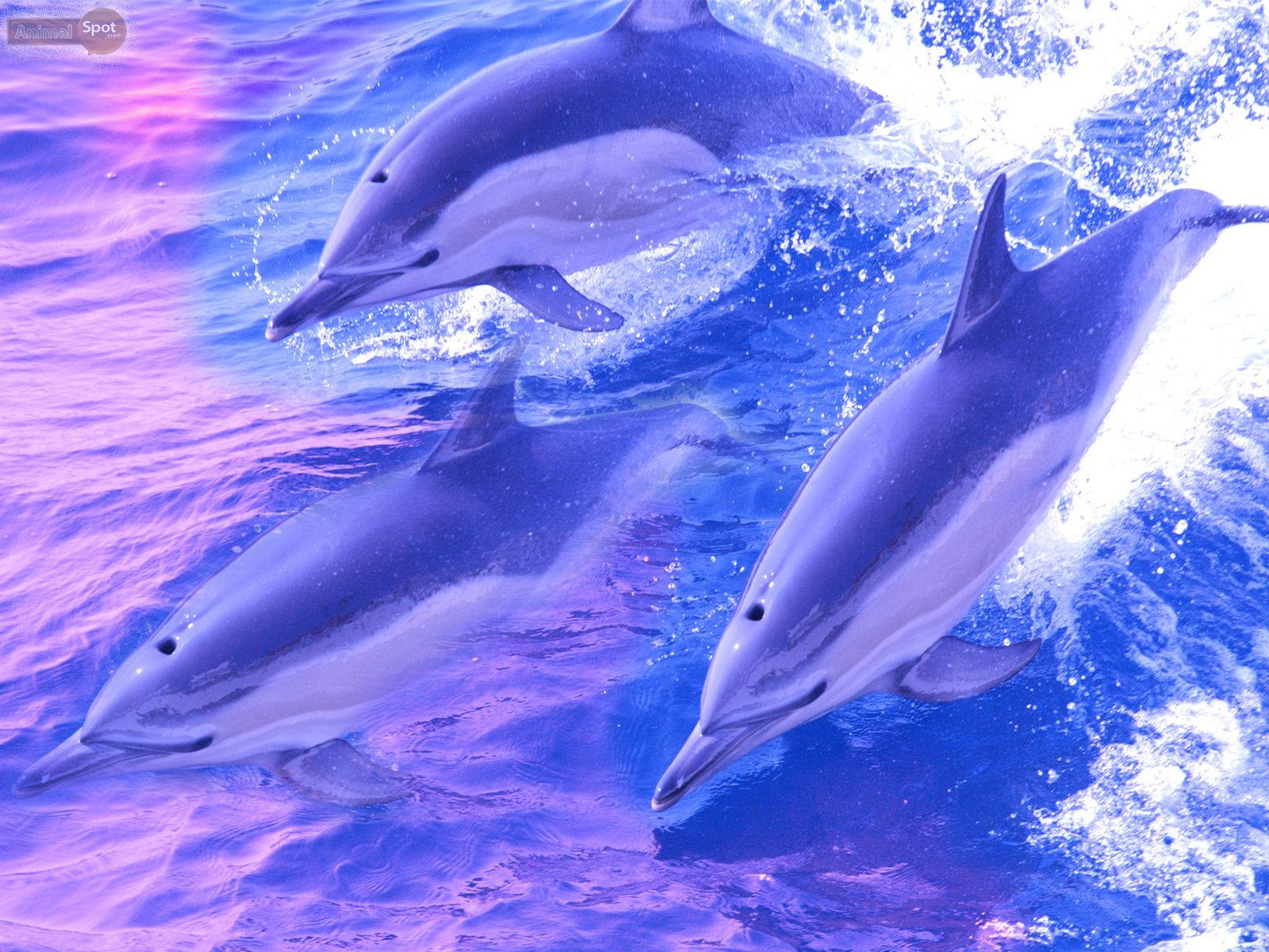 Purple Swimming Dolphins Background