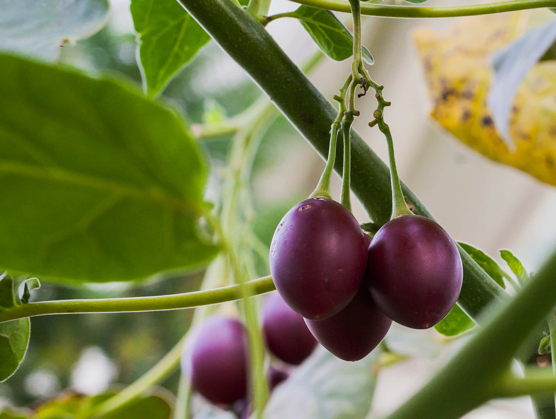 Purple Tamarillo Fruit Bundle On A Branch Background