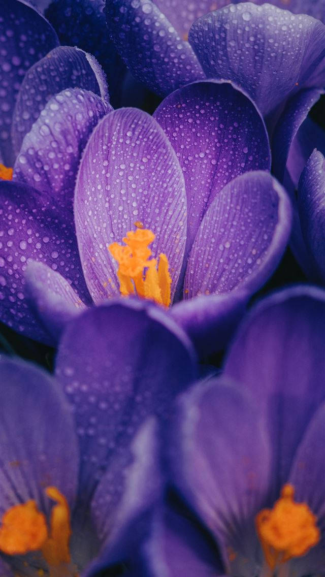 Purple Thick Petal Flower Iphone Background