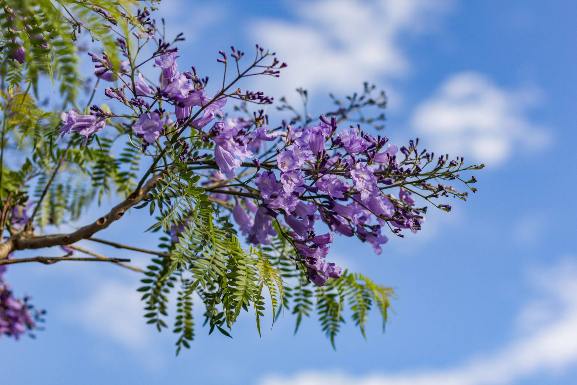 Purple Tree And Sky