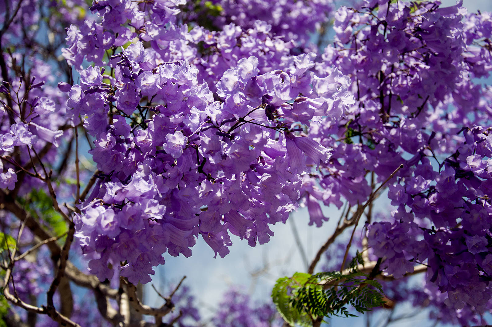 Purple Tree Flowers Background