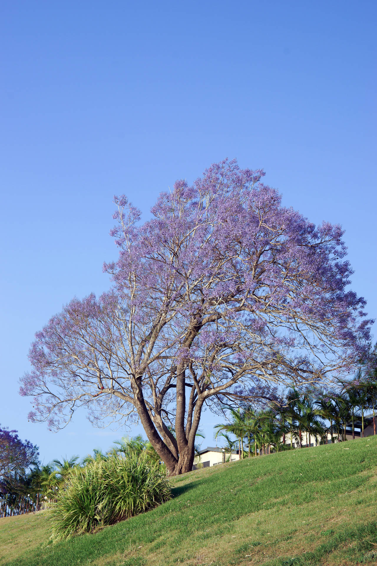 Purple Tree In A Hill Background
