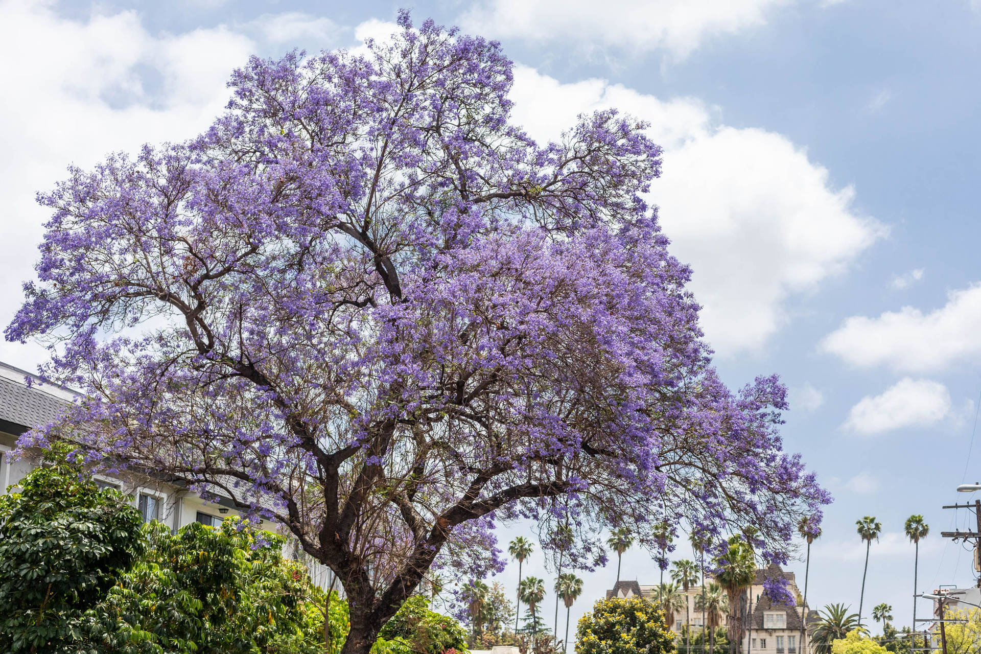 Purple Tree In A Neighborhood Background