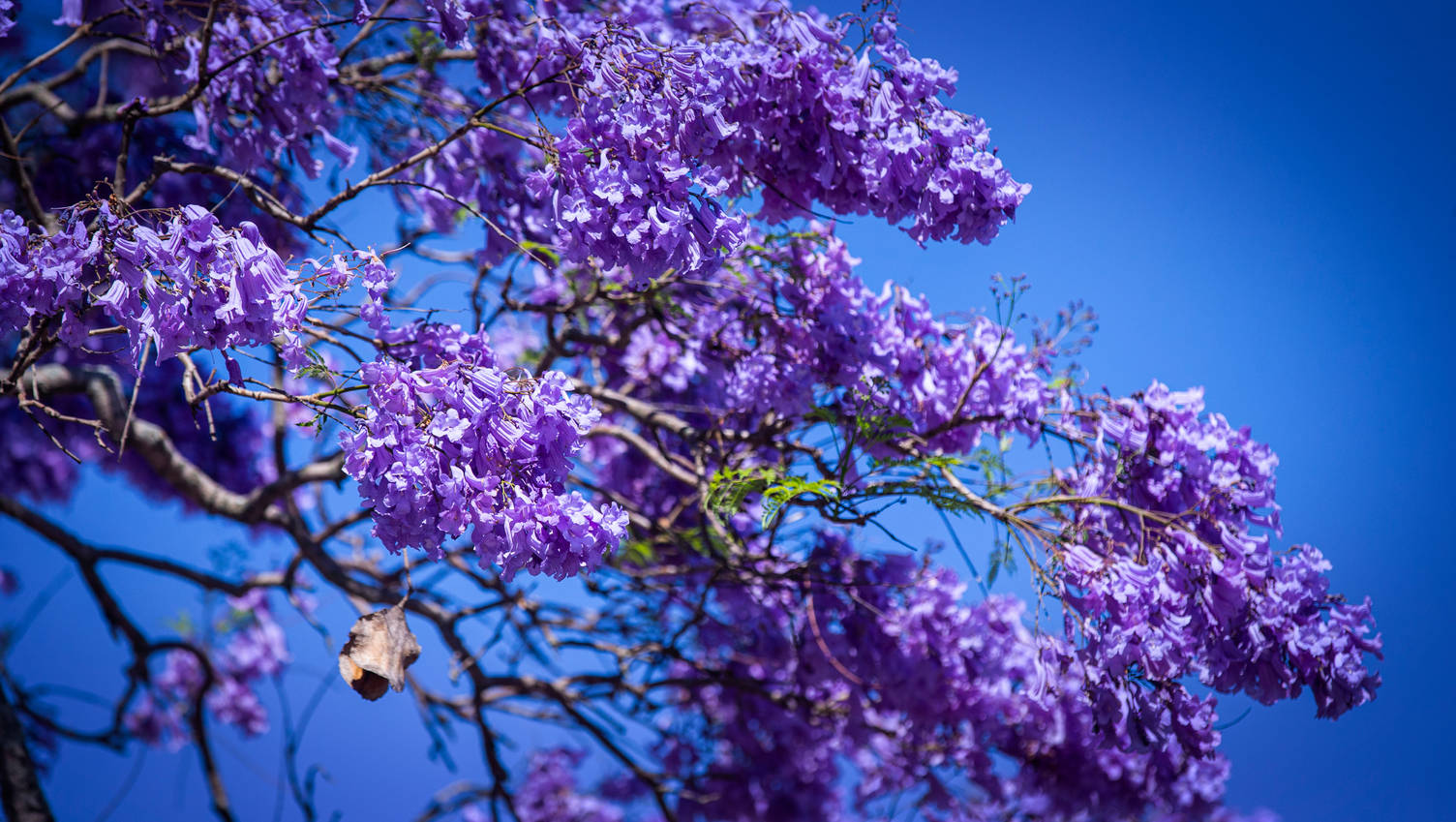 Purple Tree In Blue
