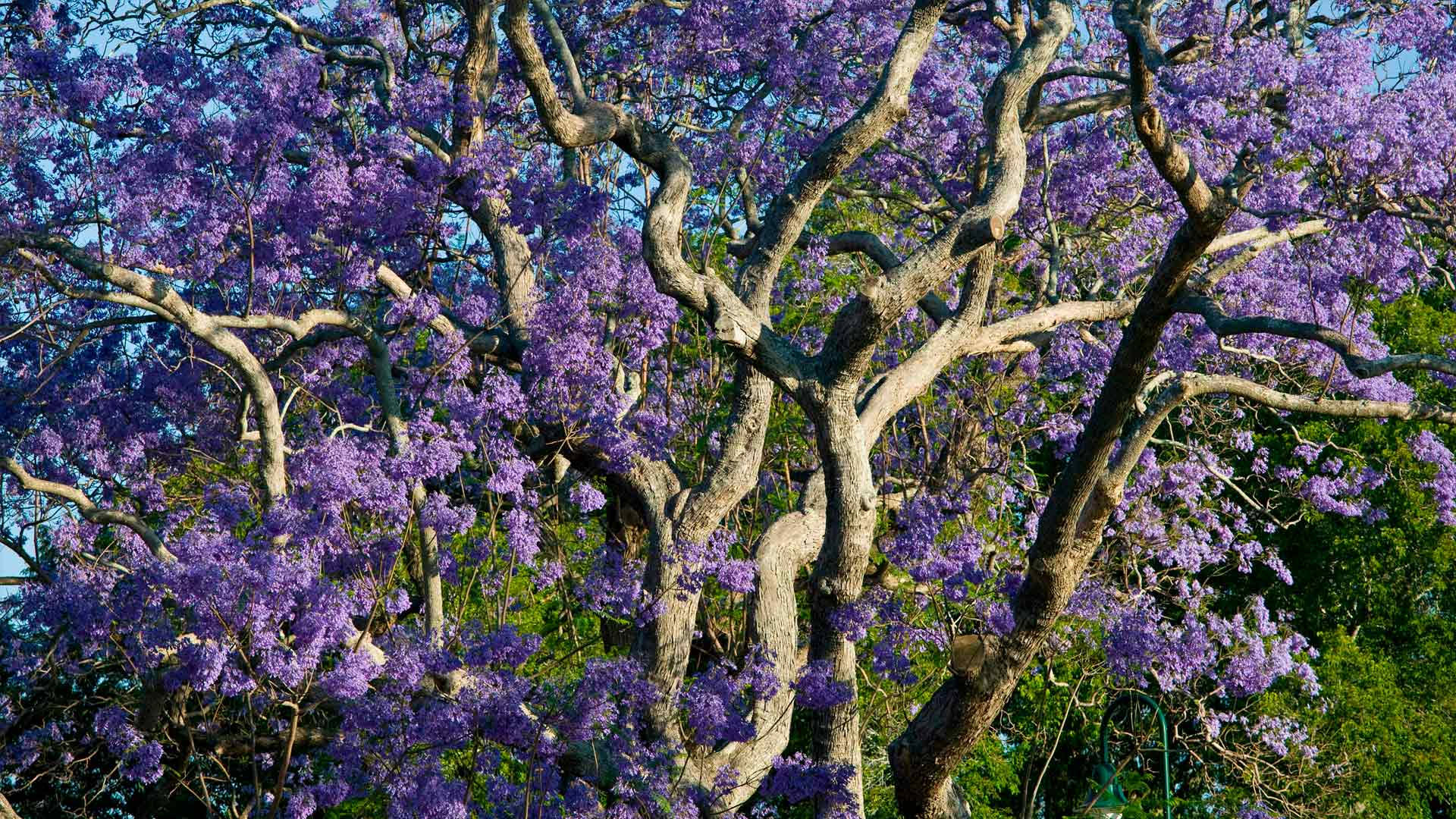 Purple Tree Jacaranda Background